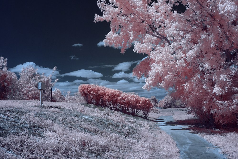 Electric Pink