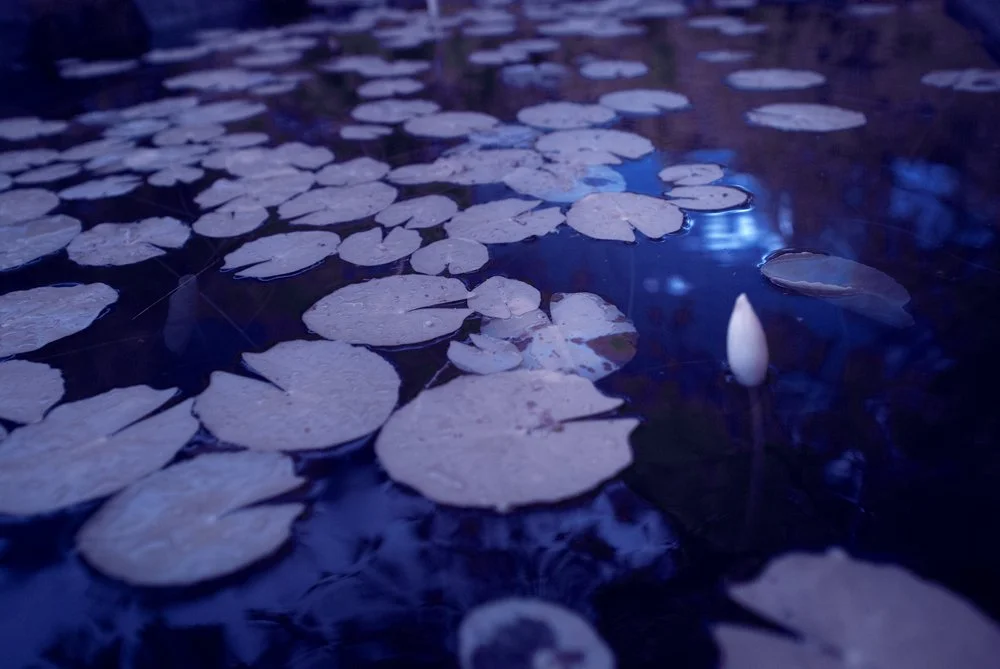 Lilypads