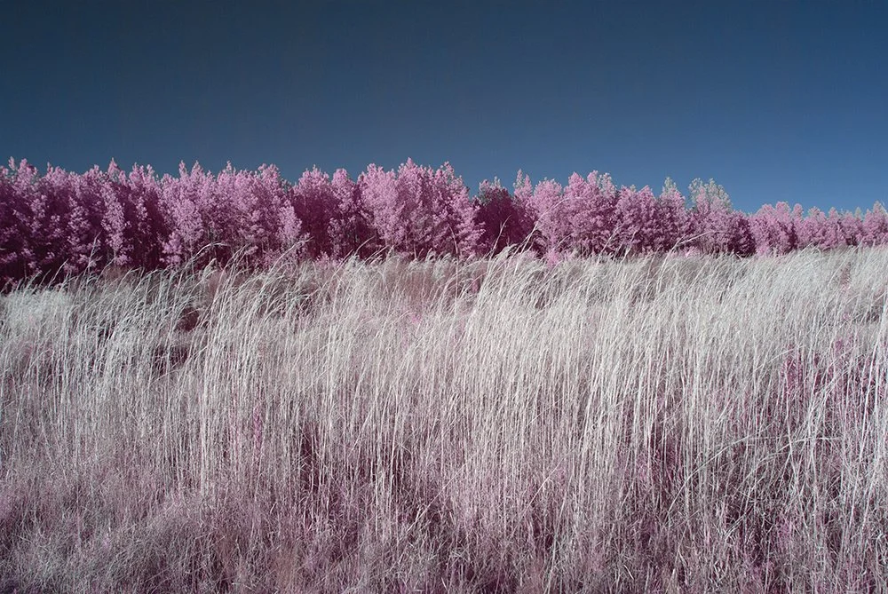 Field of Pink