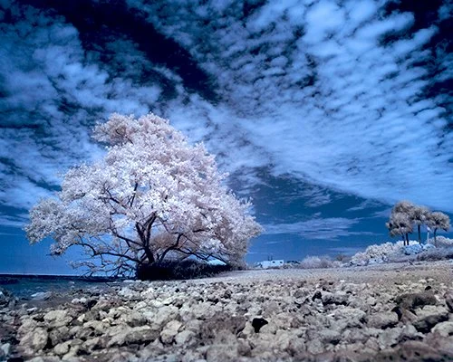 White Tree
