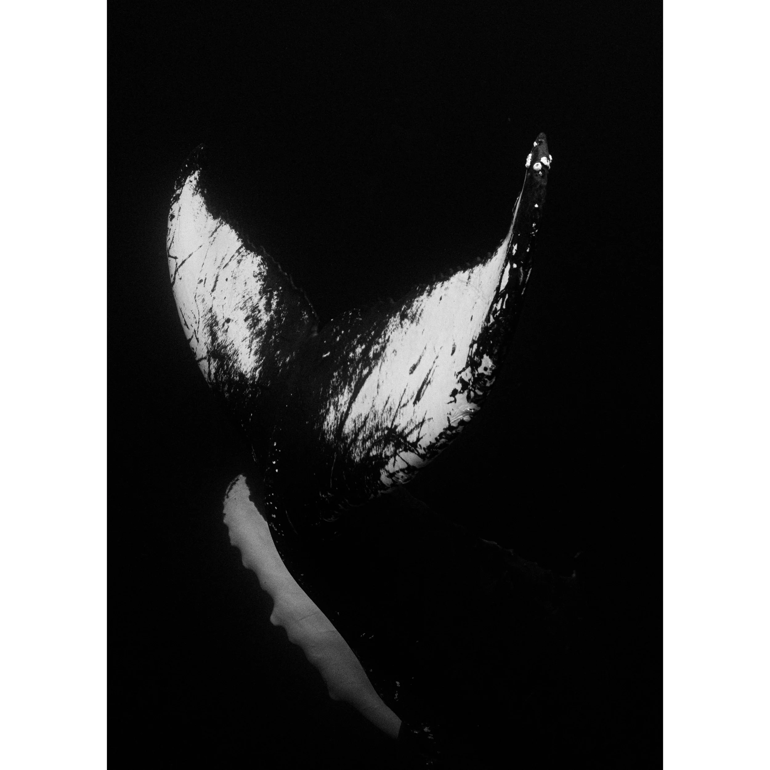 Into The Deep