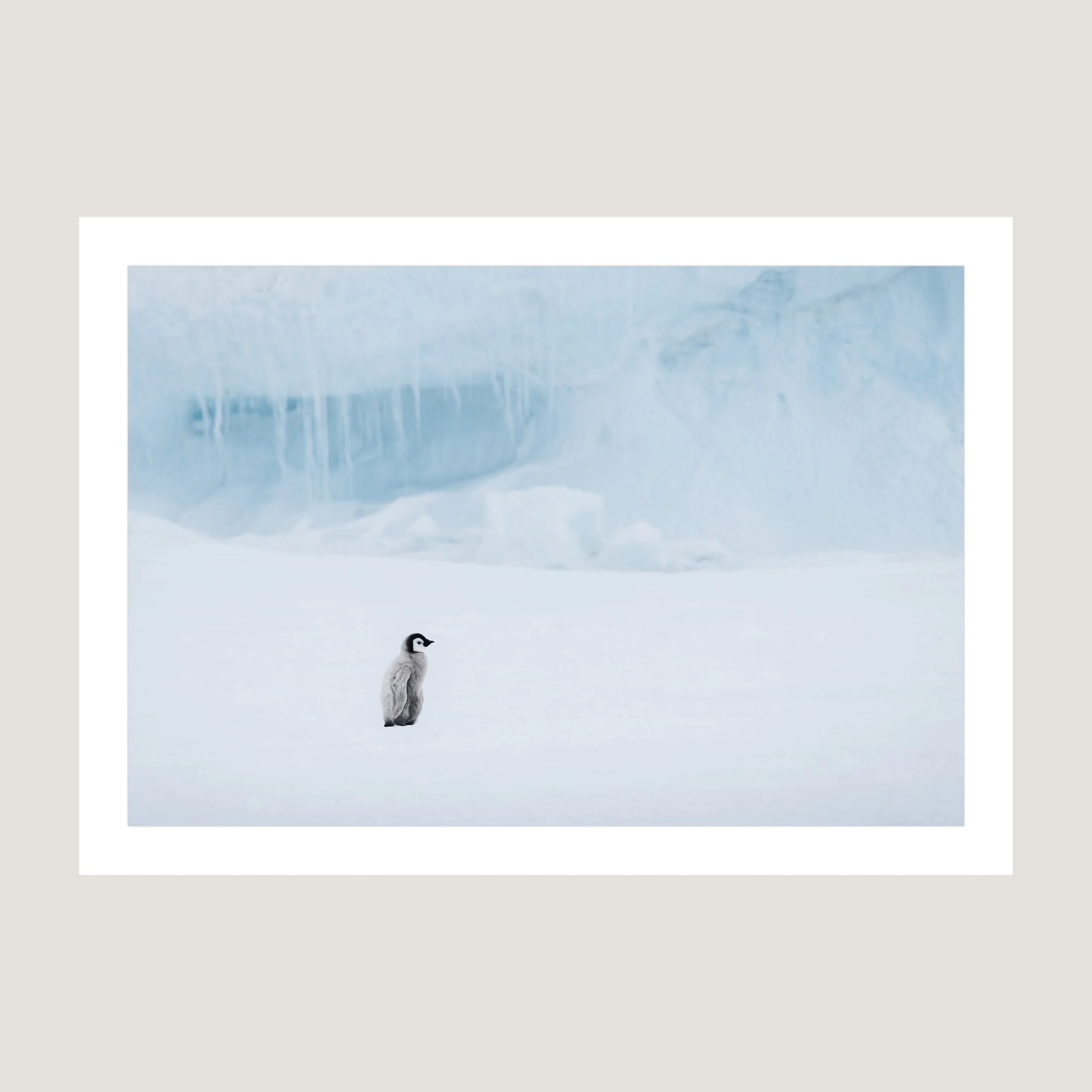EmperorChick_Print_only_1x1.jpg