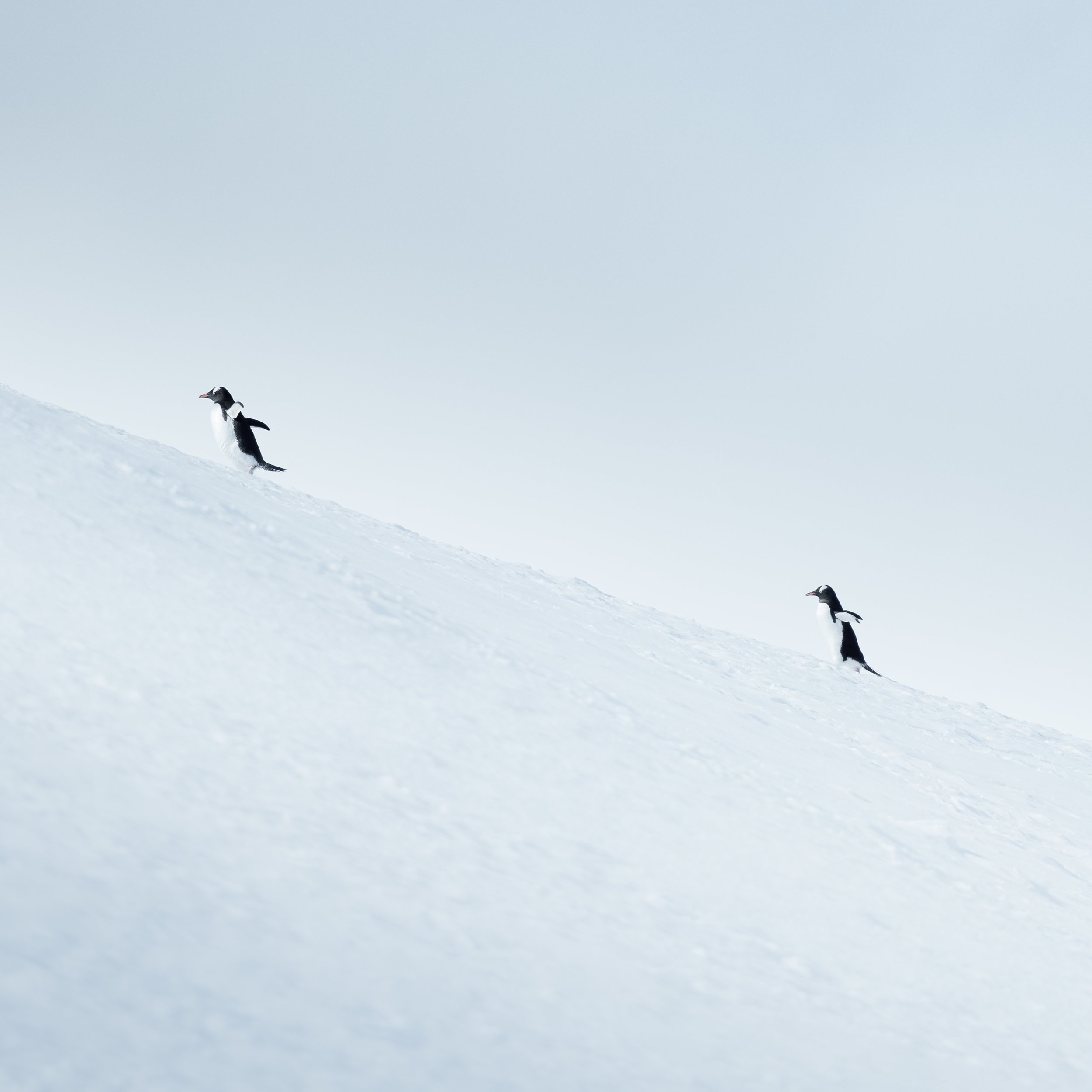 PenguinPromenade_Detail.jpg