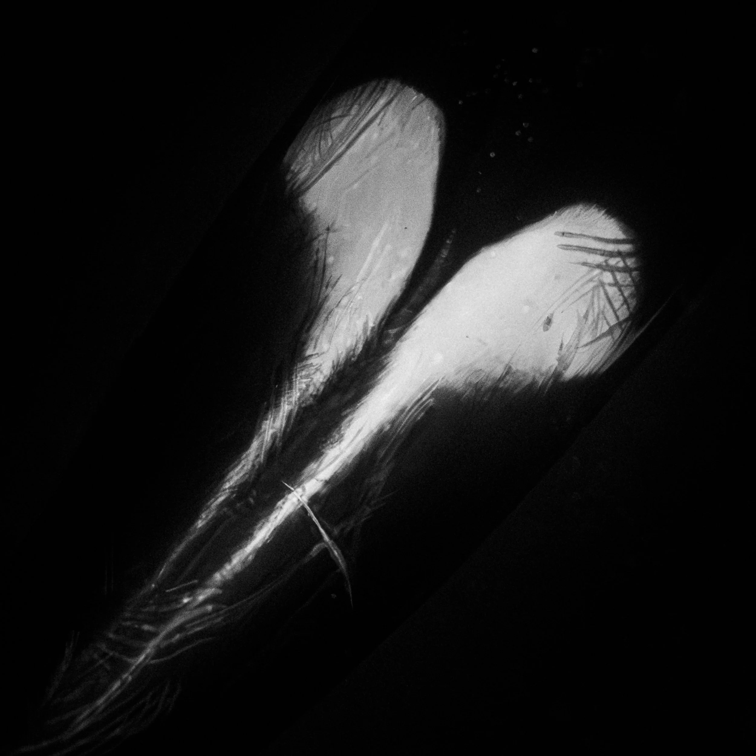 OceanHeart_detail.jpg (Copy)