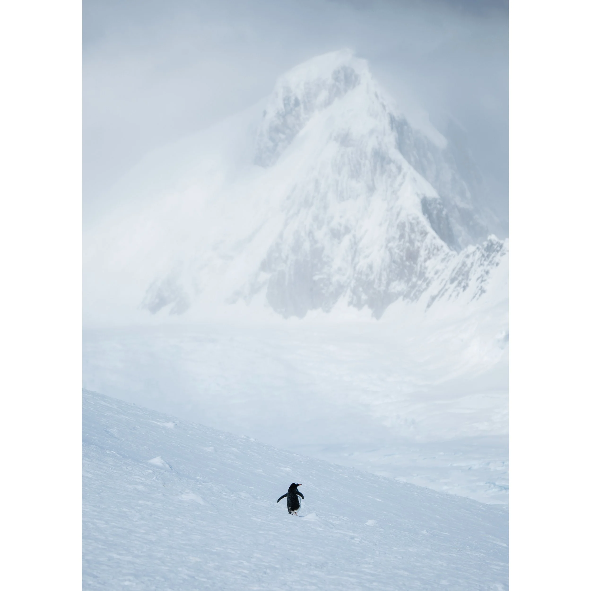 Lonely Gentoo