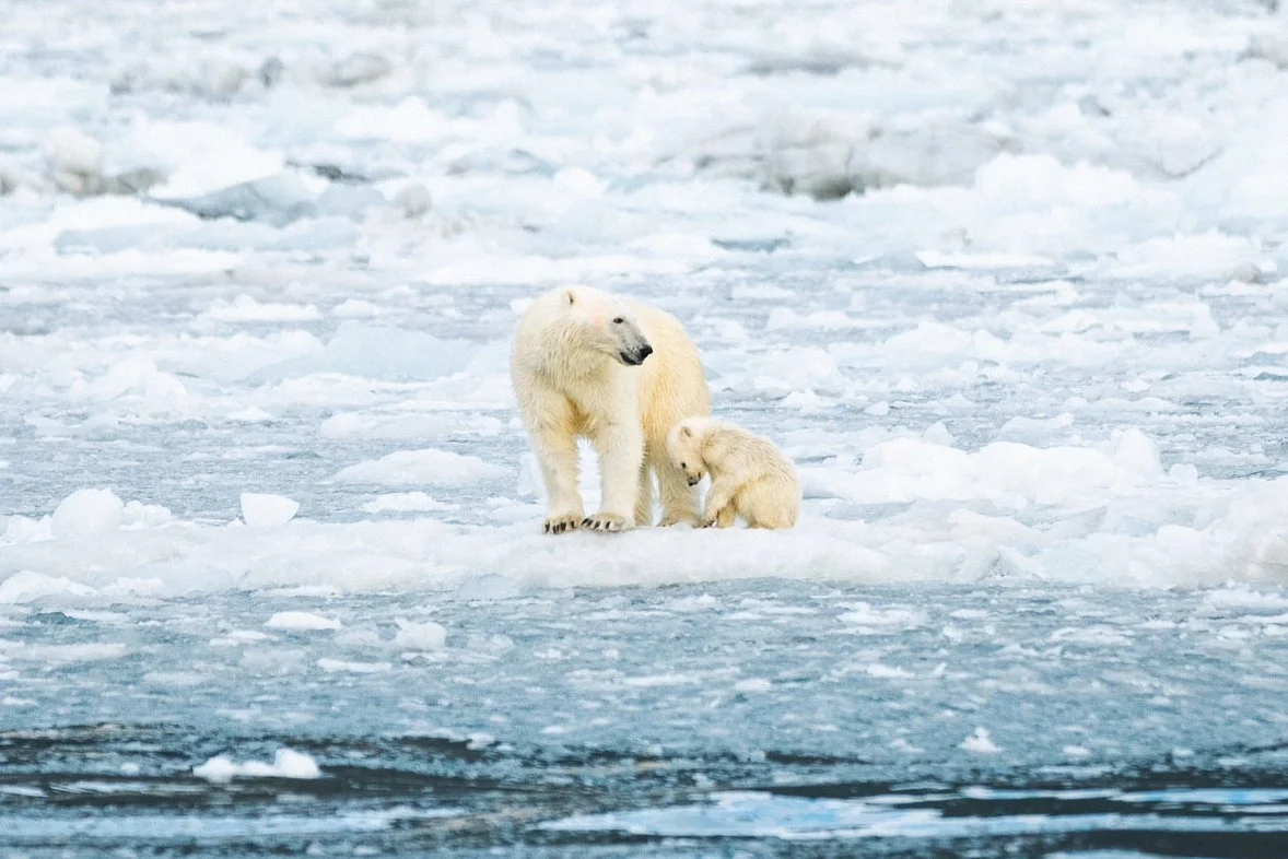 Polar-bear-mum-and-cub © Ales Mucha.JPG