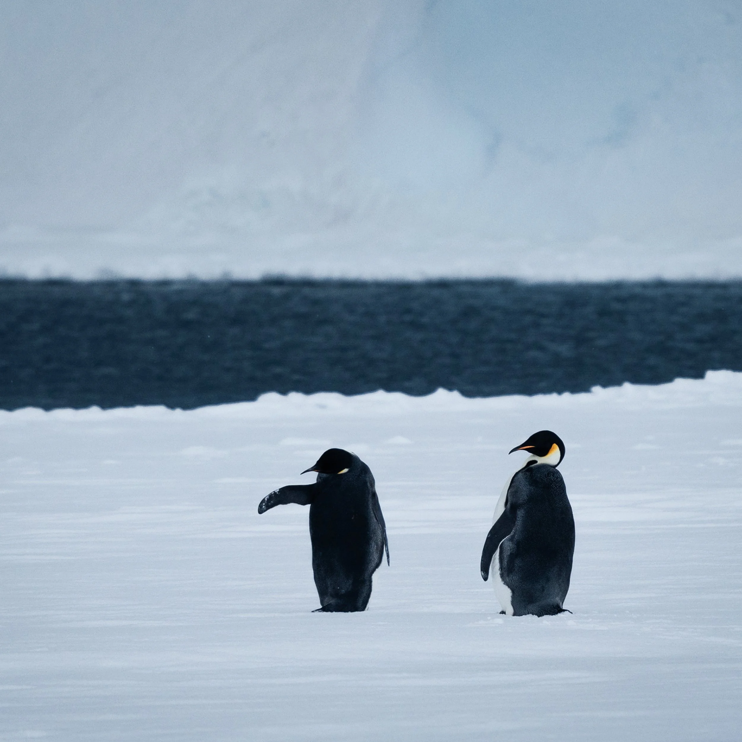 WeddellSea_detail.jpg