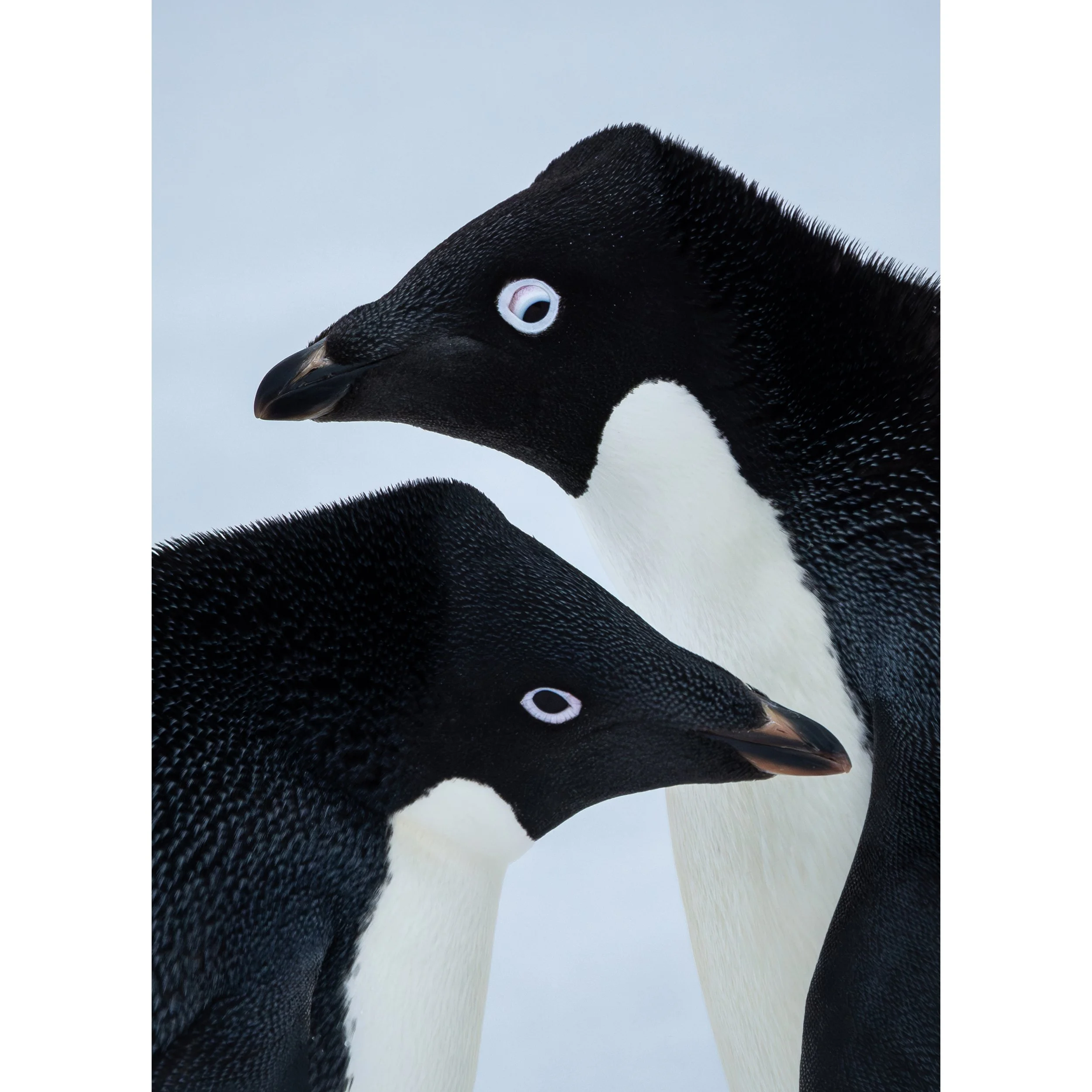 LoveBirds_Quadrat_weiss_13x18.jpg