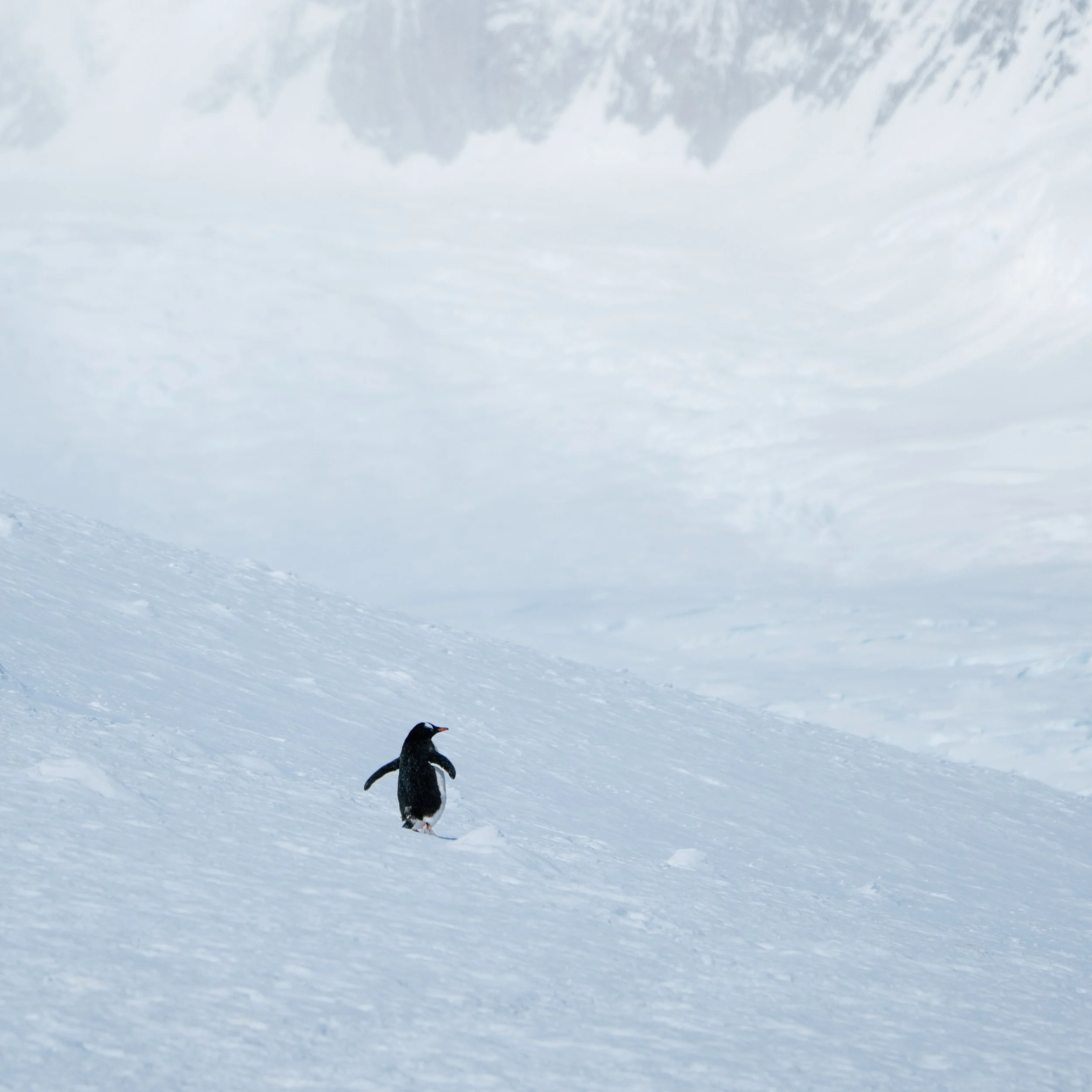 LonelyGentoo_detail.jpg