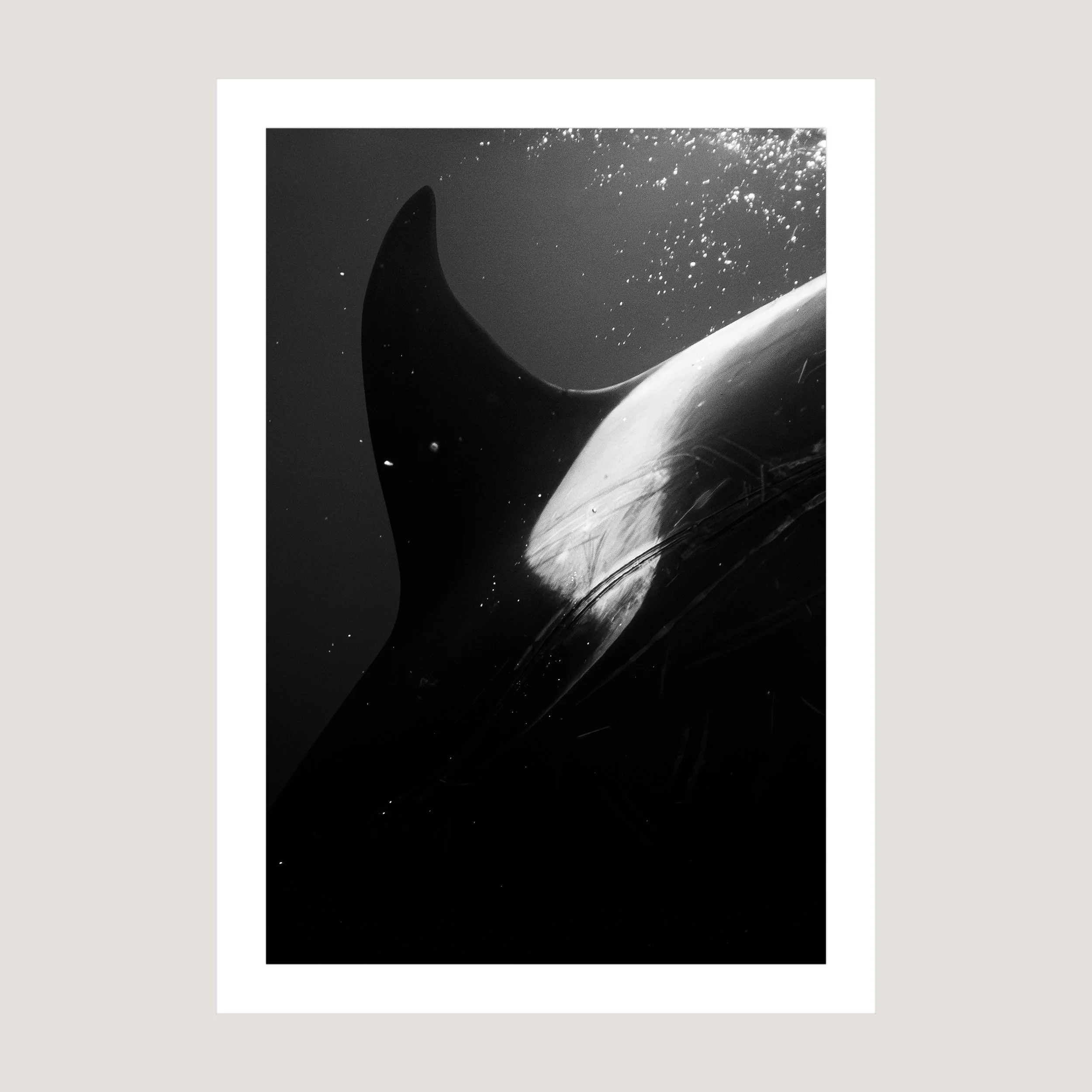 BlackFin_Print_only_1x1.jpg
