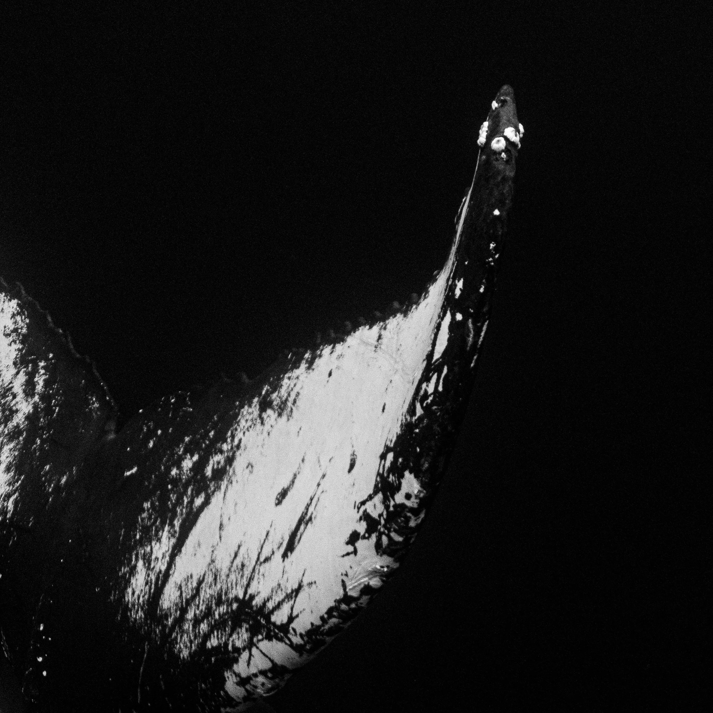 IntoTheDeep_detail.jpg