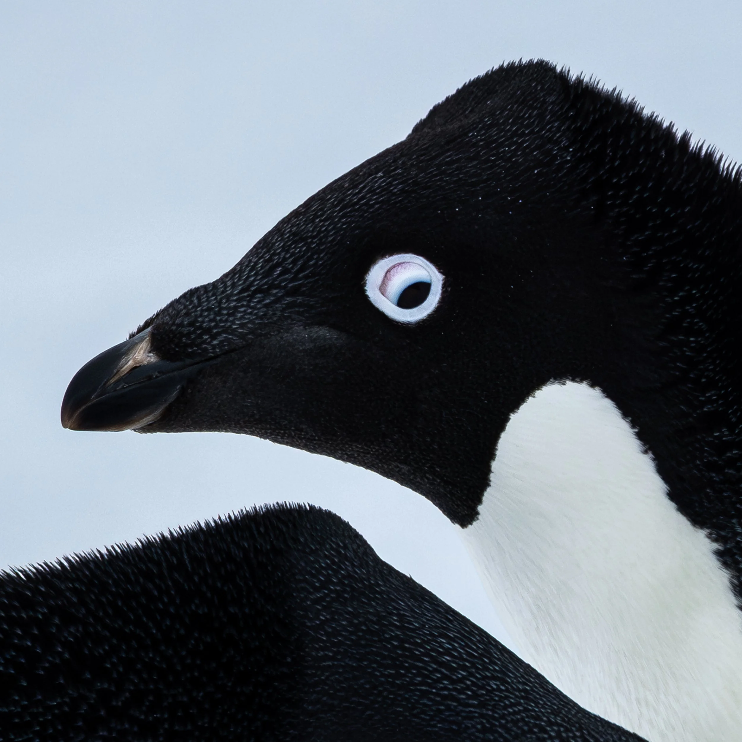 LoveBirds_detail.jpg