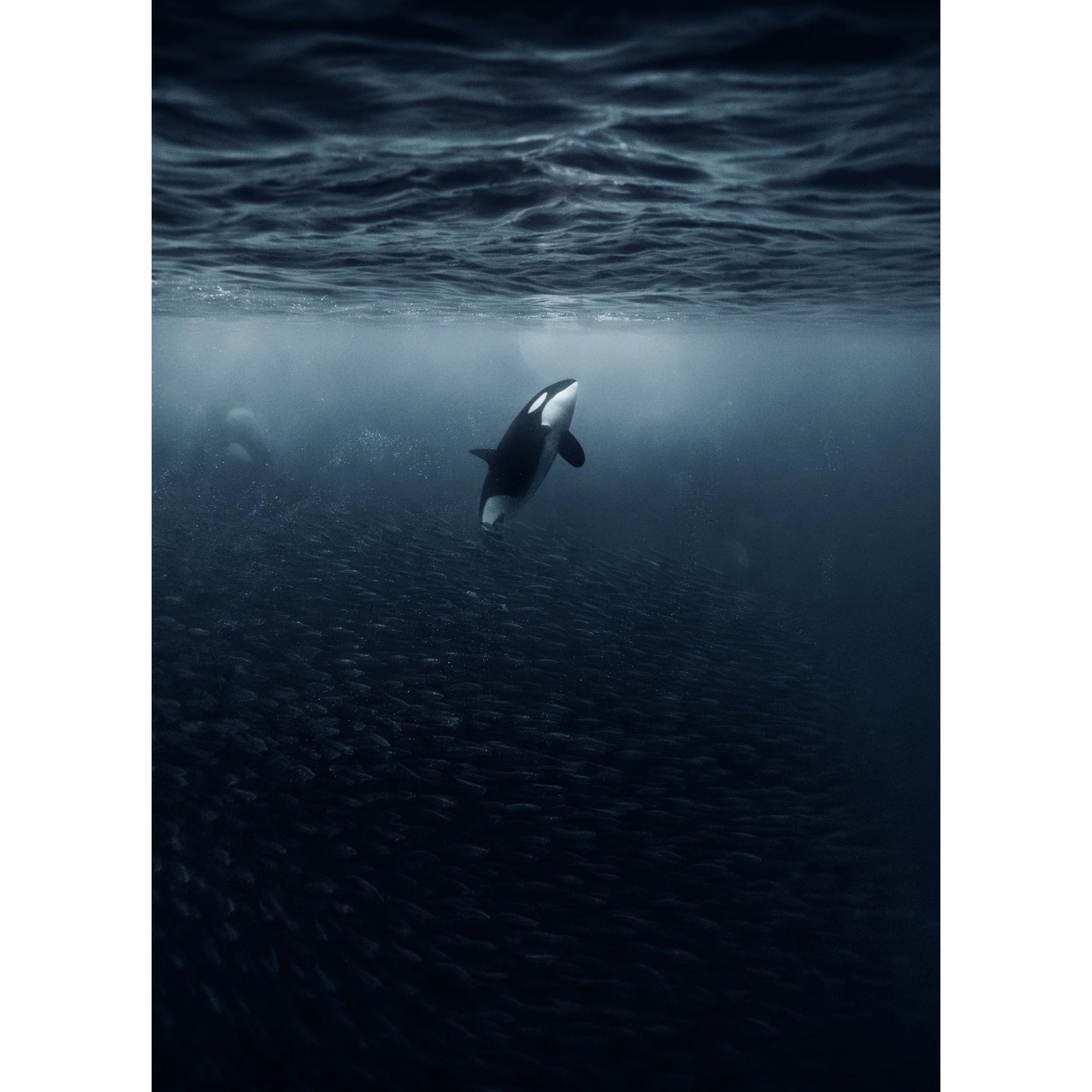 Rising Orca