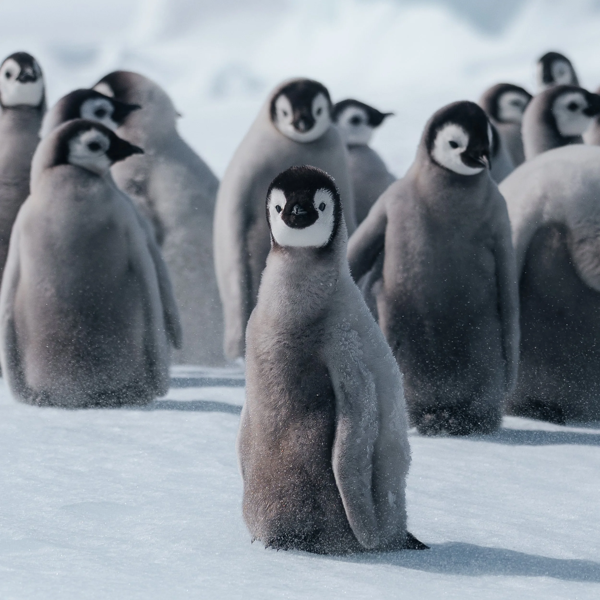HappyFeet_Detail.jpg