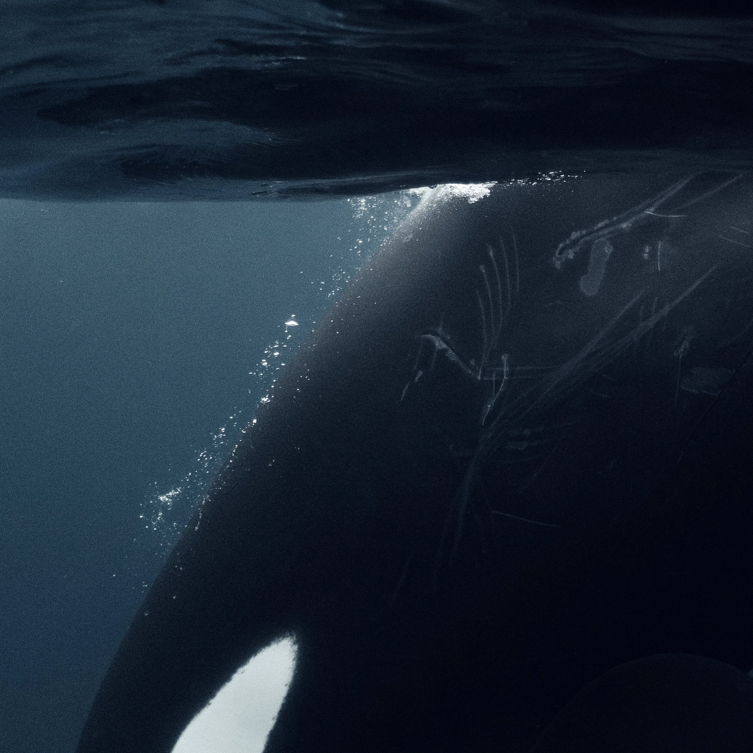 OceanScars_detail.jpg