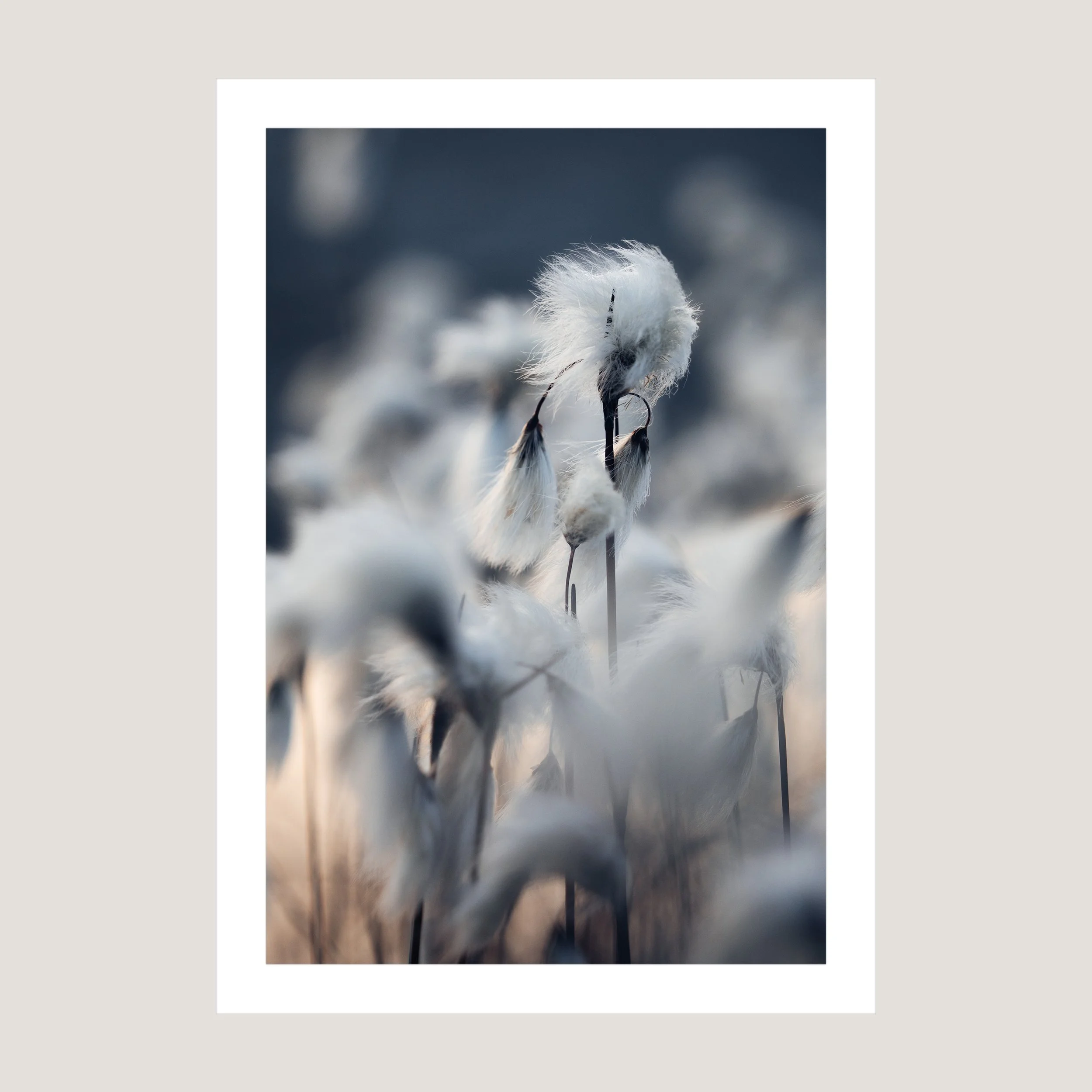 Mellow_Print_only_1x1.jpg
