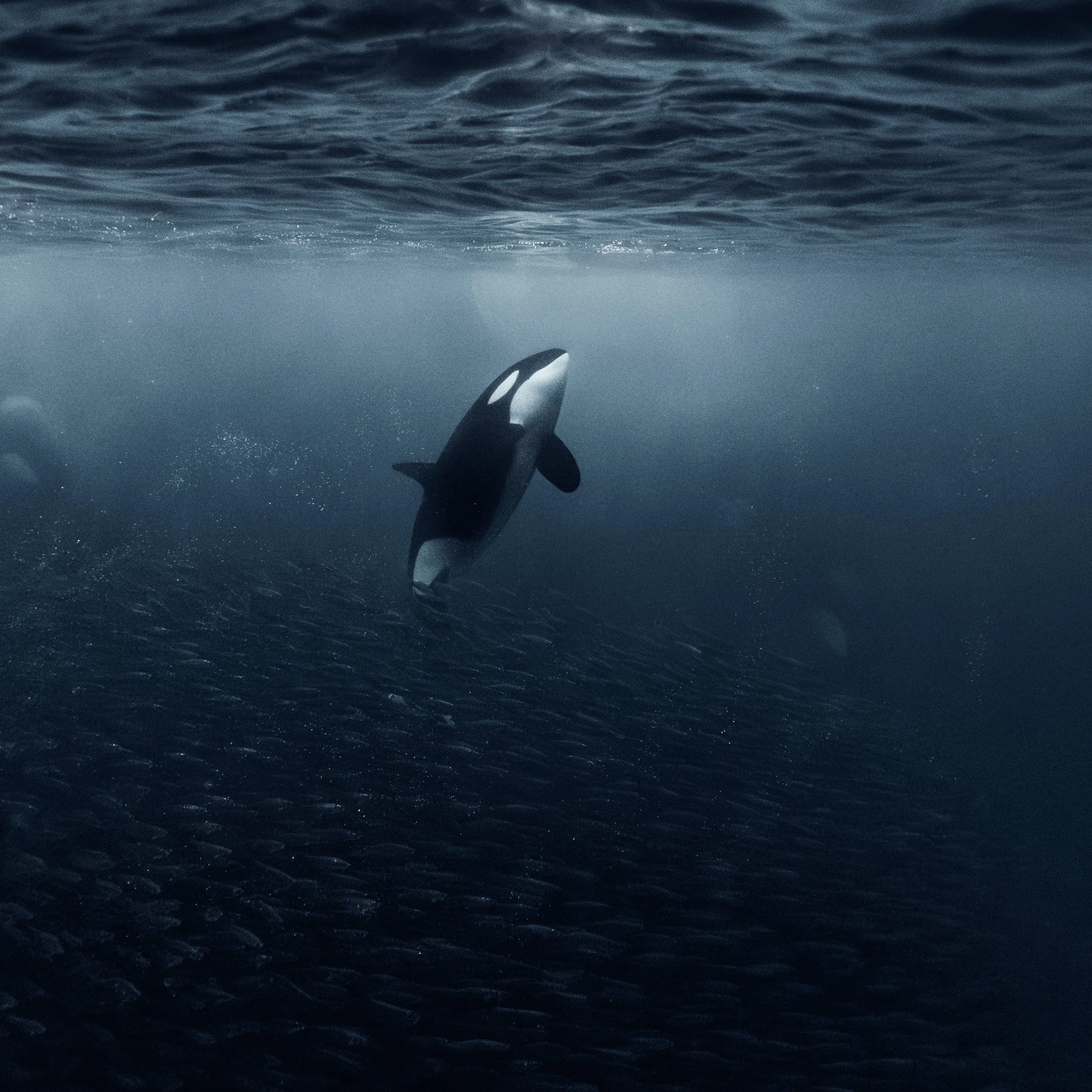 RisingOrca_detail.jpg