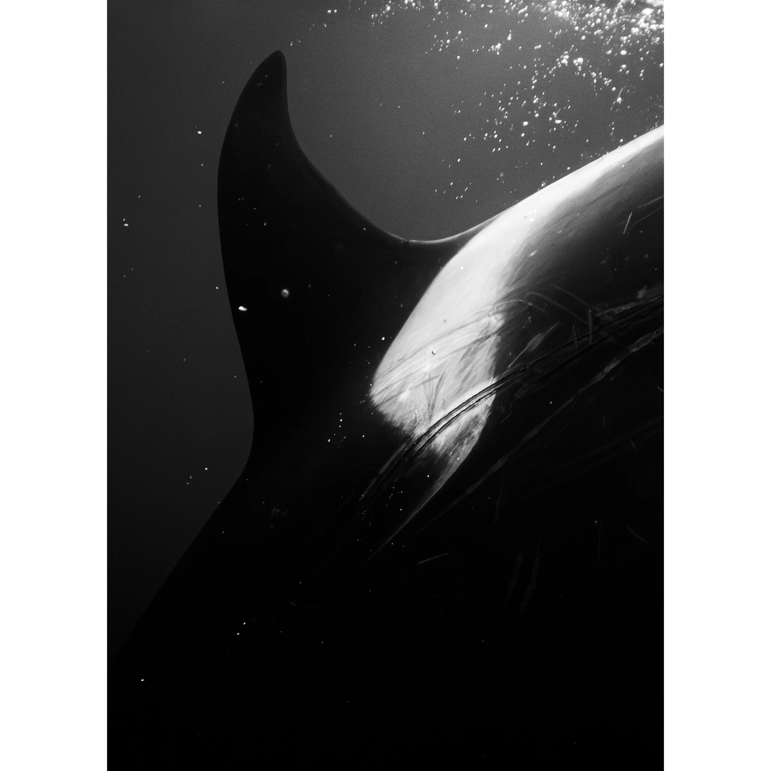 Black Fin