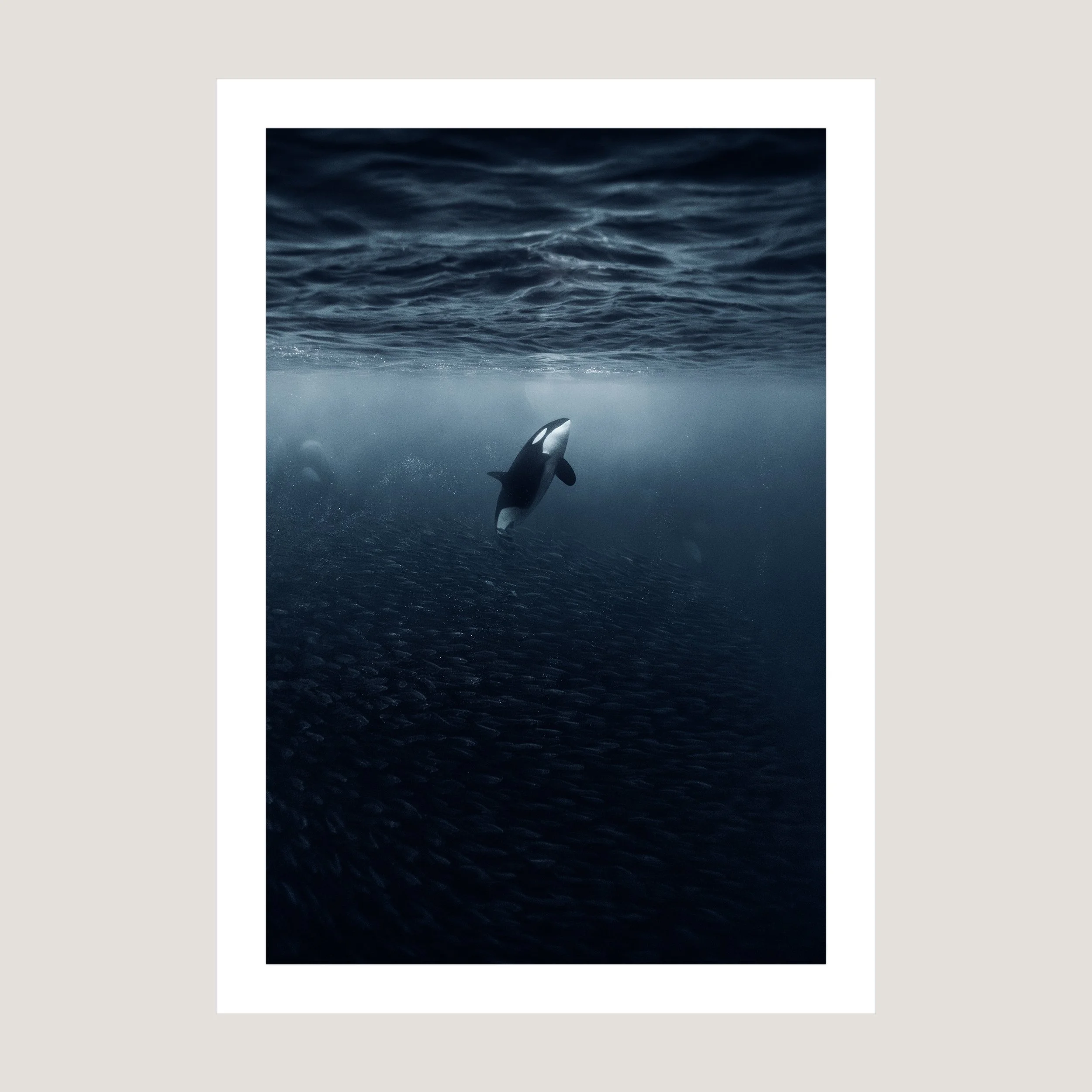 RisingOrca_Print_only_1x1.jpg