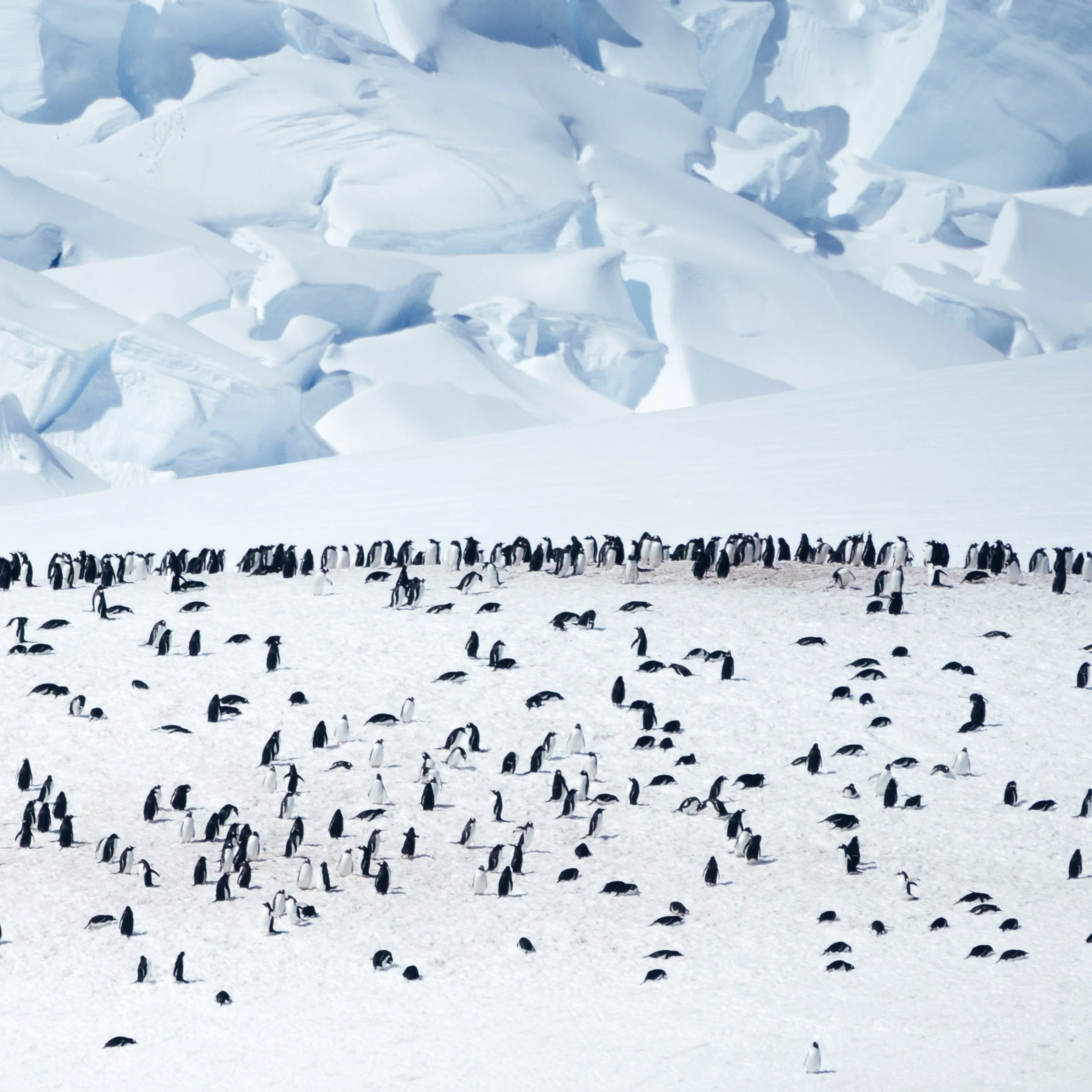 Antarctica_detail.jpg