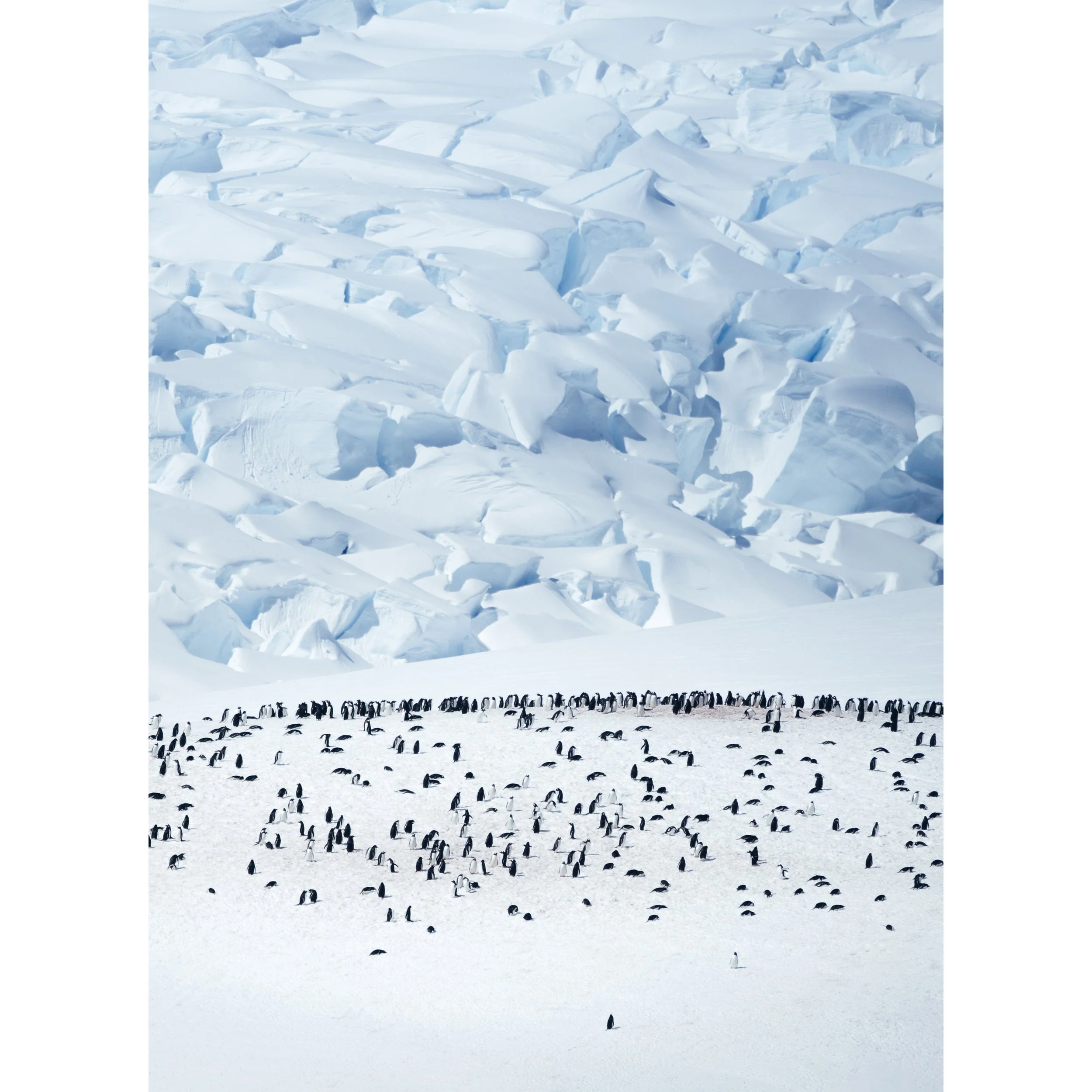Antarctica_Quadrat_weiss_13x18.jpg