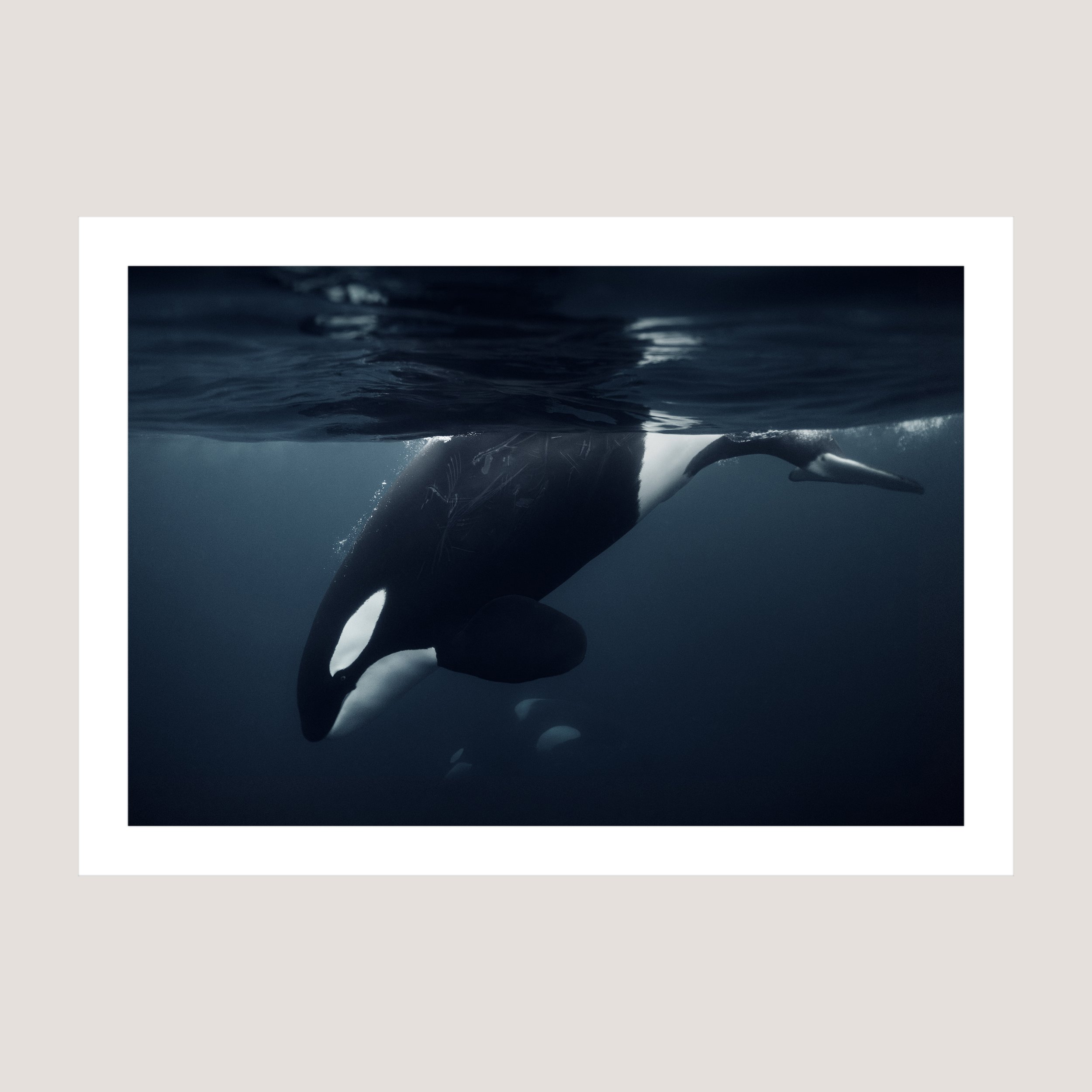 OceanScars_Print_only_1x1.jpg