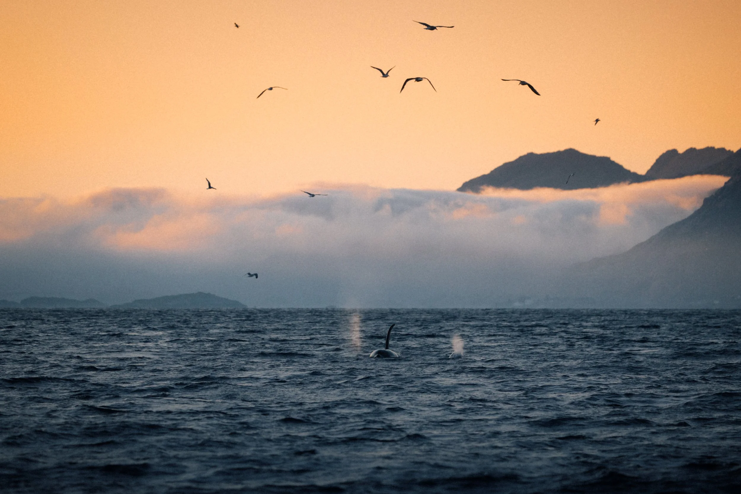 Tashi-Daniel_Nunatak_Lofoten8.jpg