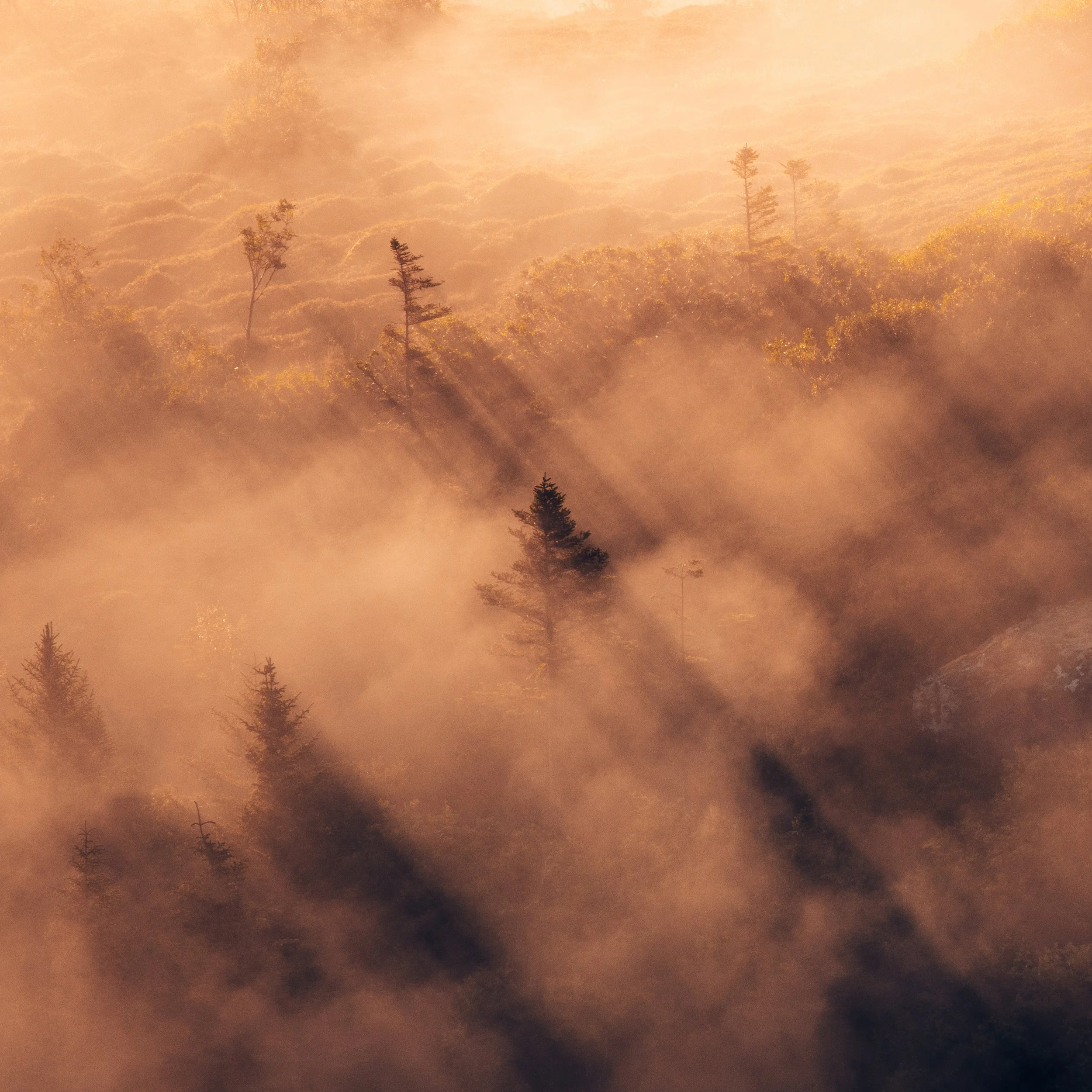 Solitude_detail.jpg