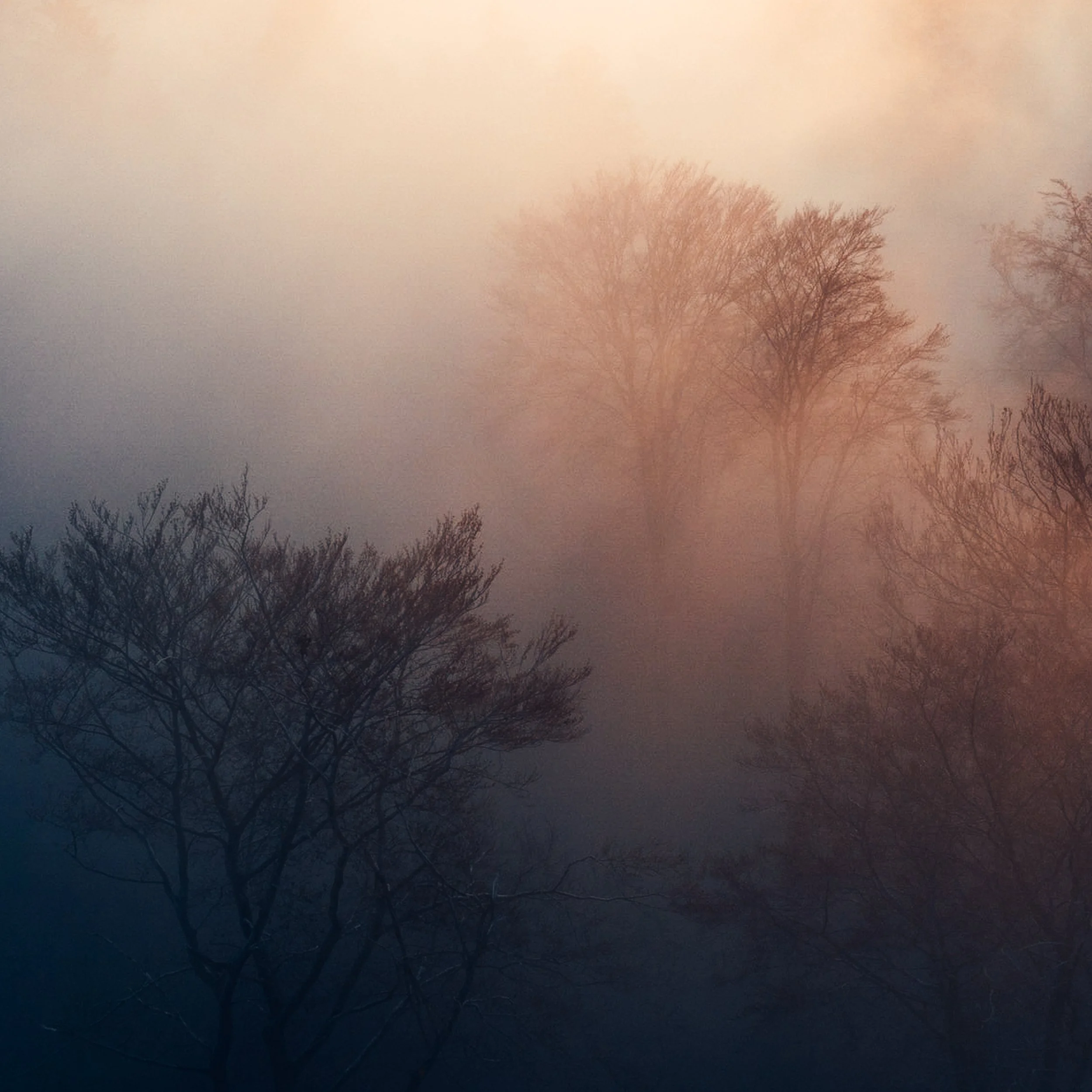 MorningMist_detail.jpg