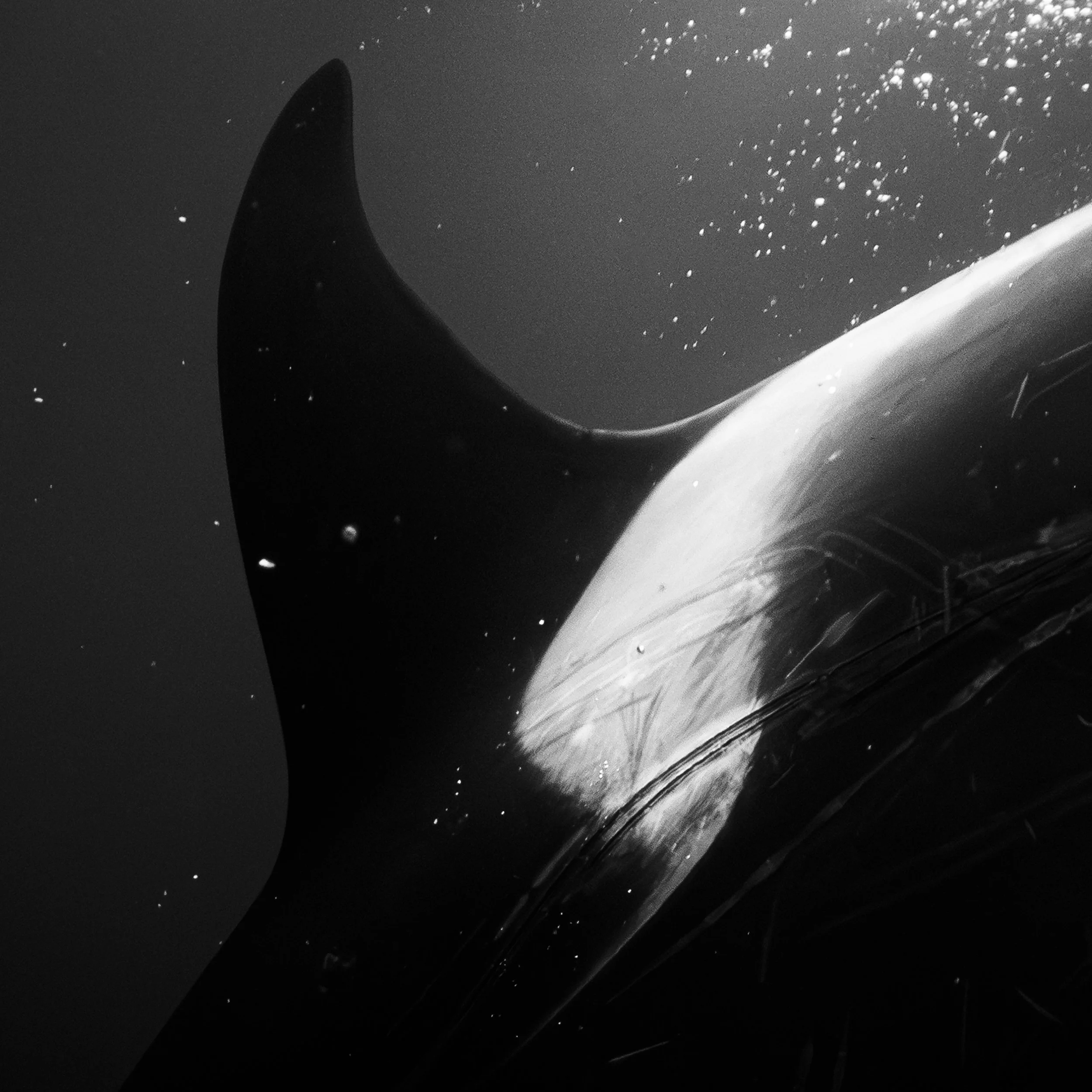 BlackFin_detail.jpg