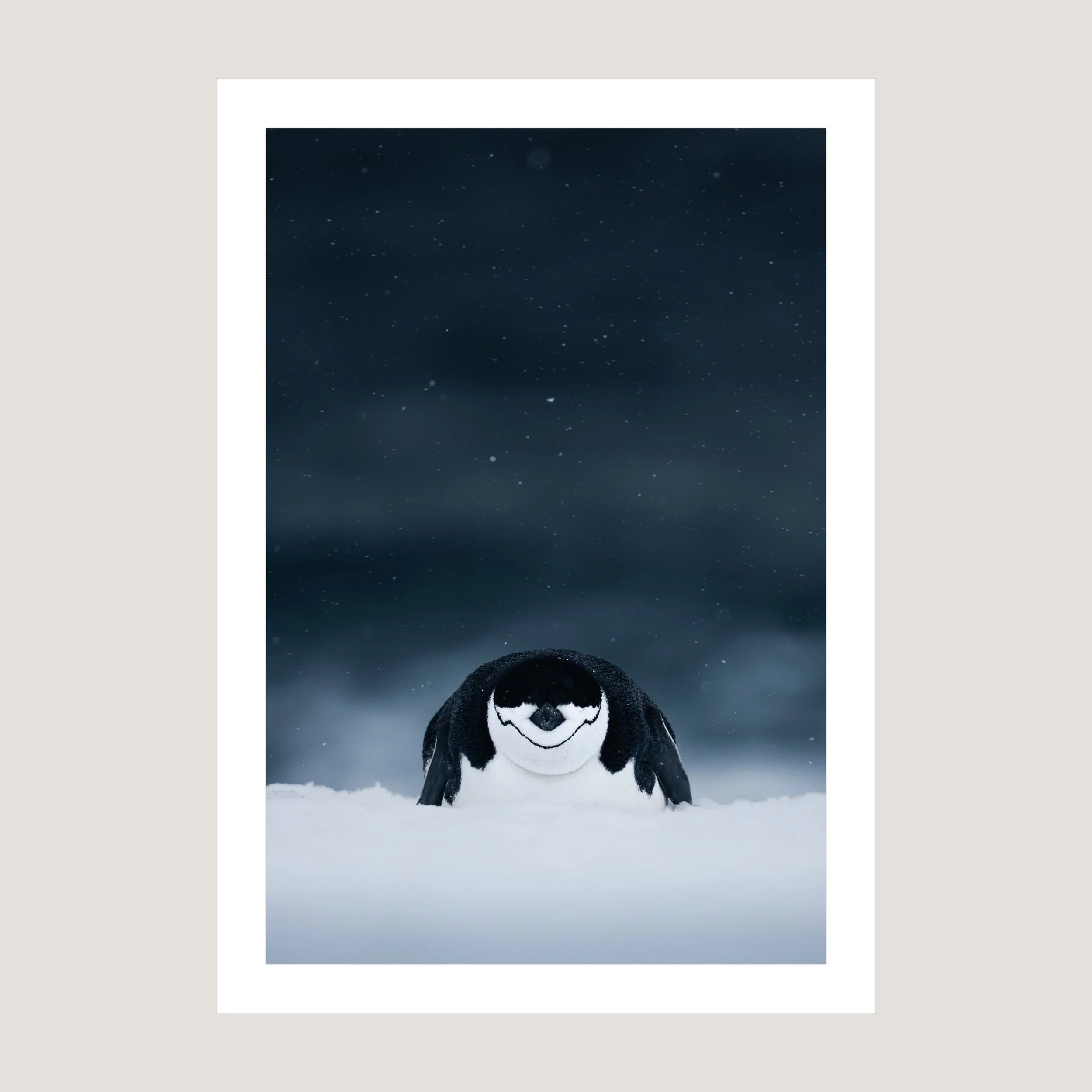 ChinstrapPowerNap_Print_only_1x1.jpg