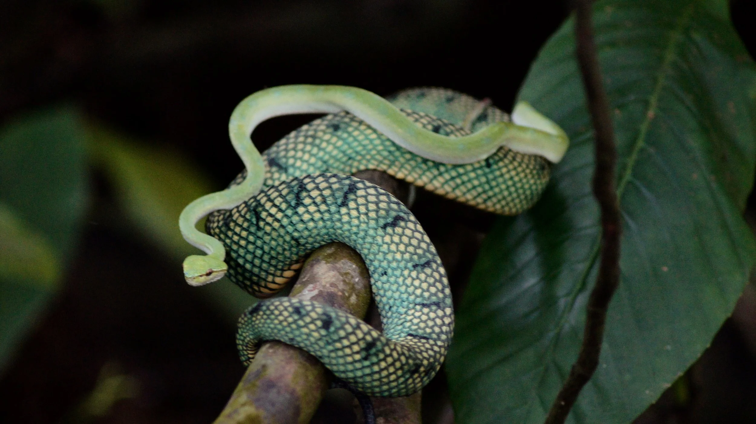 🌑 The Deep Dive: New Moon in Scorpio (28°) – A Water Cycle of Radical Introspection