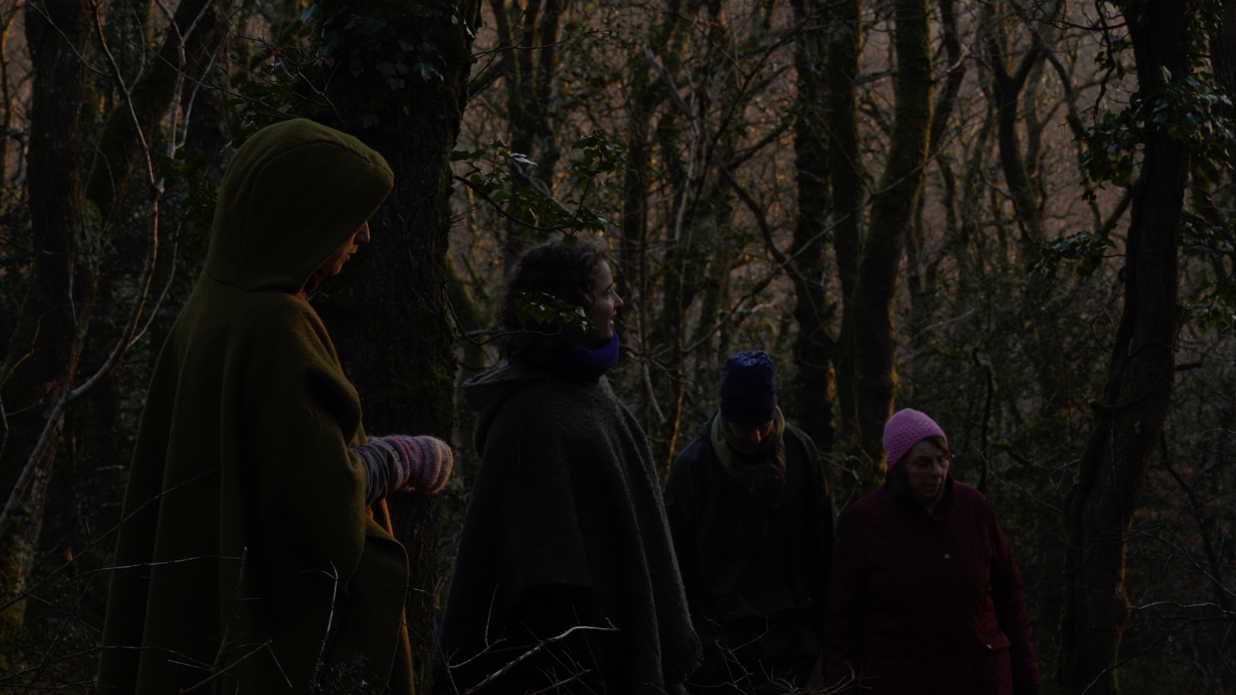 Night scene in Pengelli woods