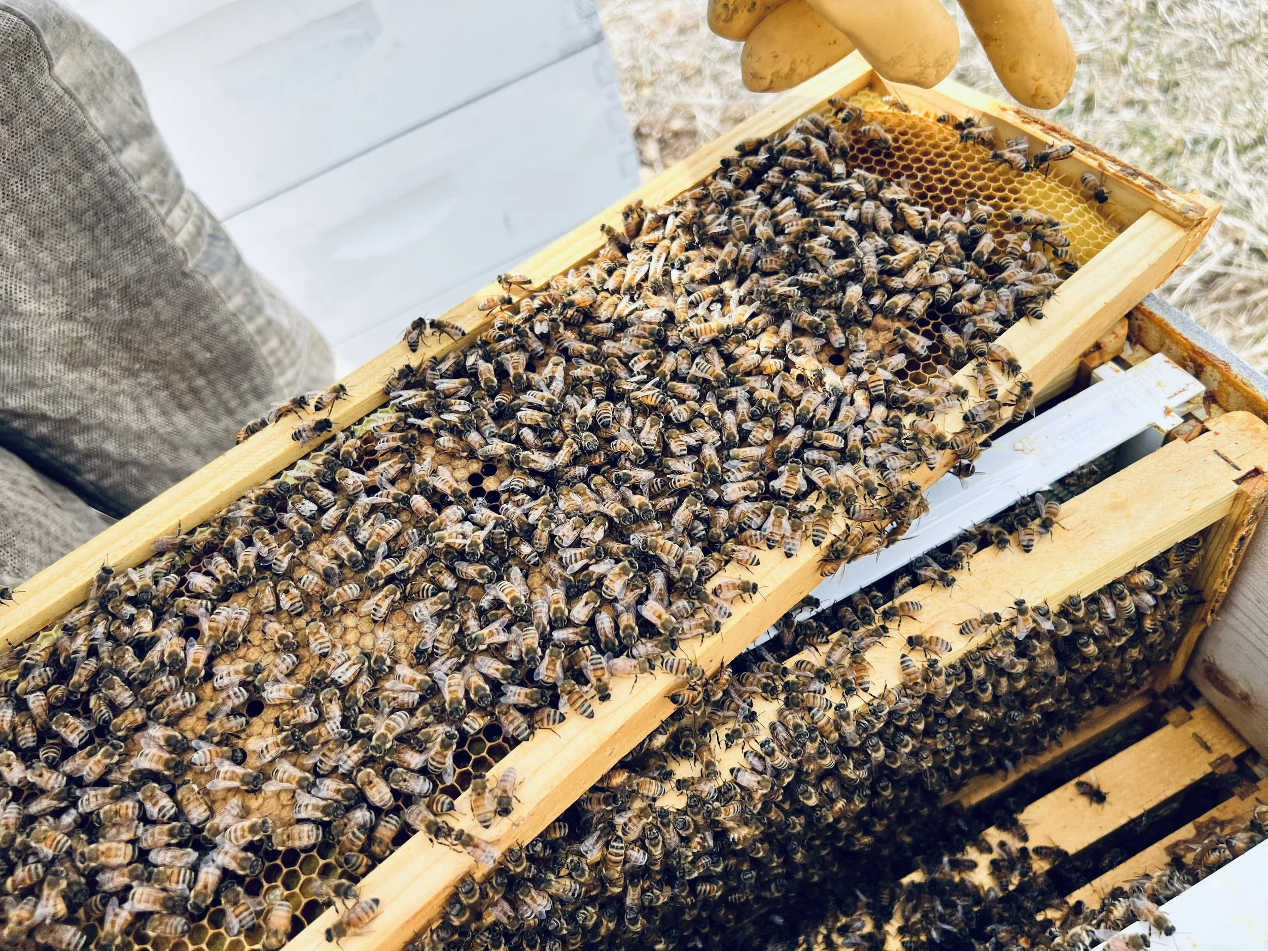 Thistlerock Mead Co.