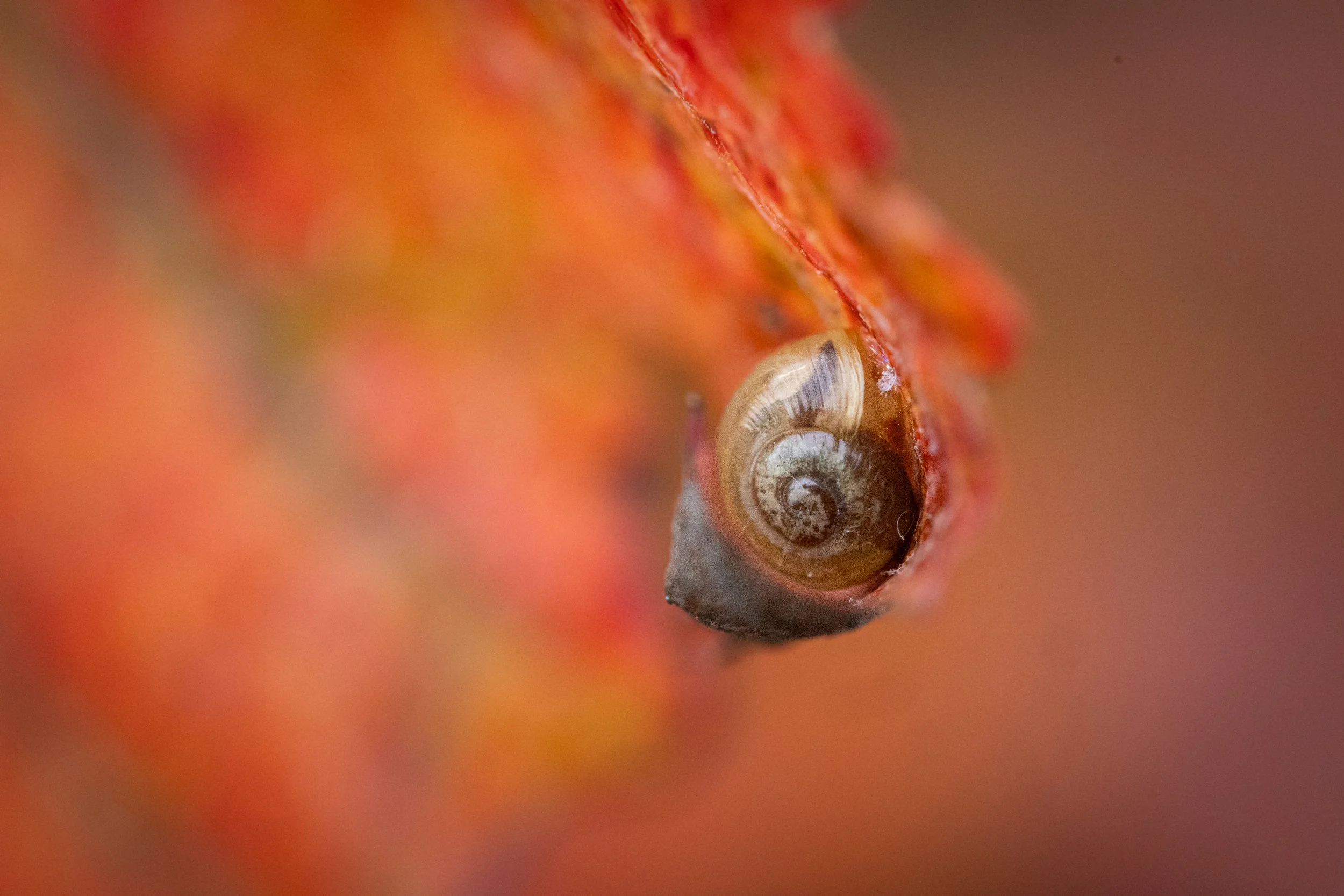 R6II9479.jpg