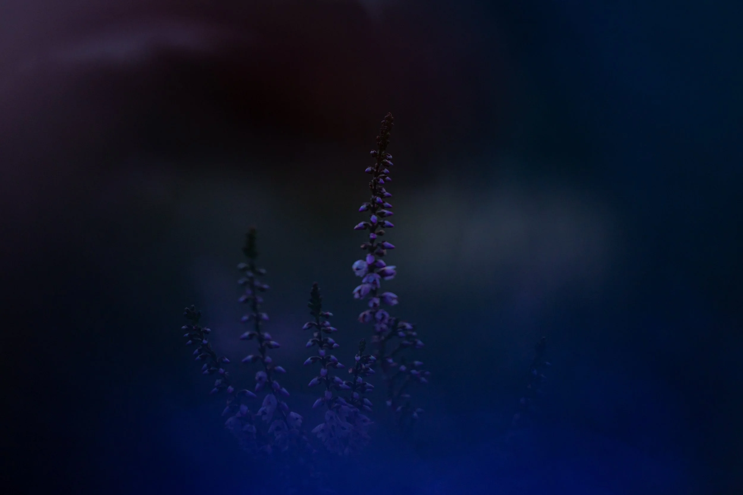 R6II0755.jpg
