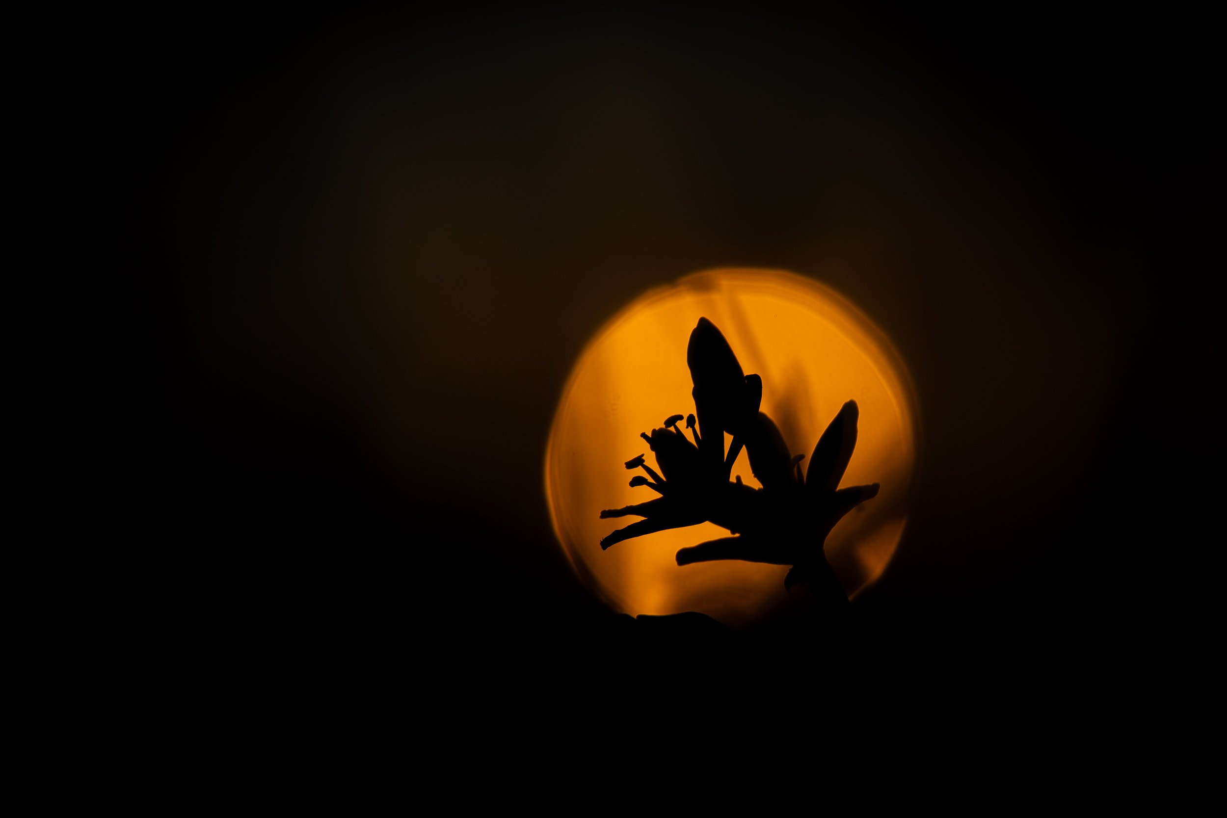 R6II5460.jpg
