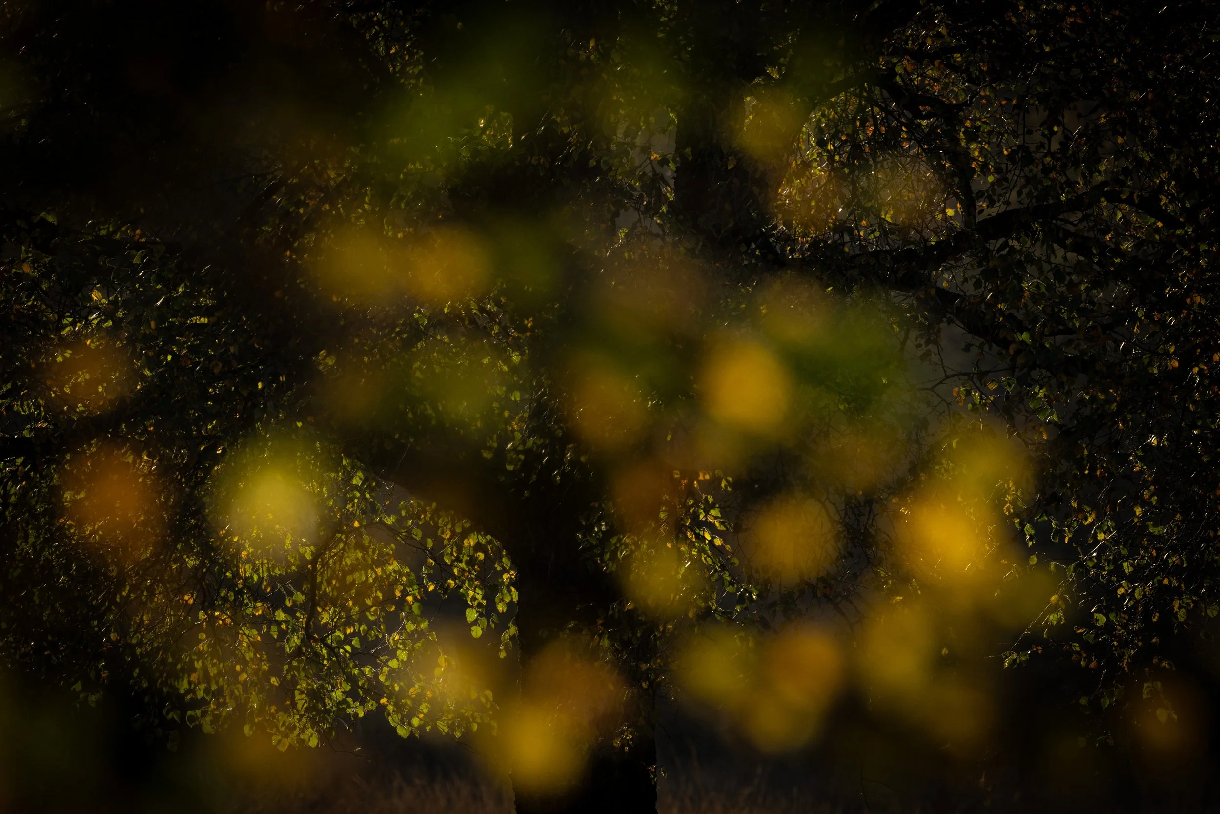 R6II9617.jpg
