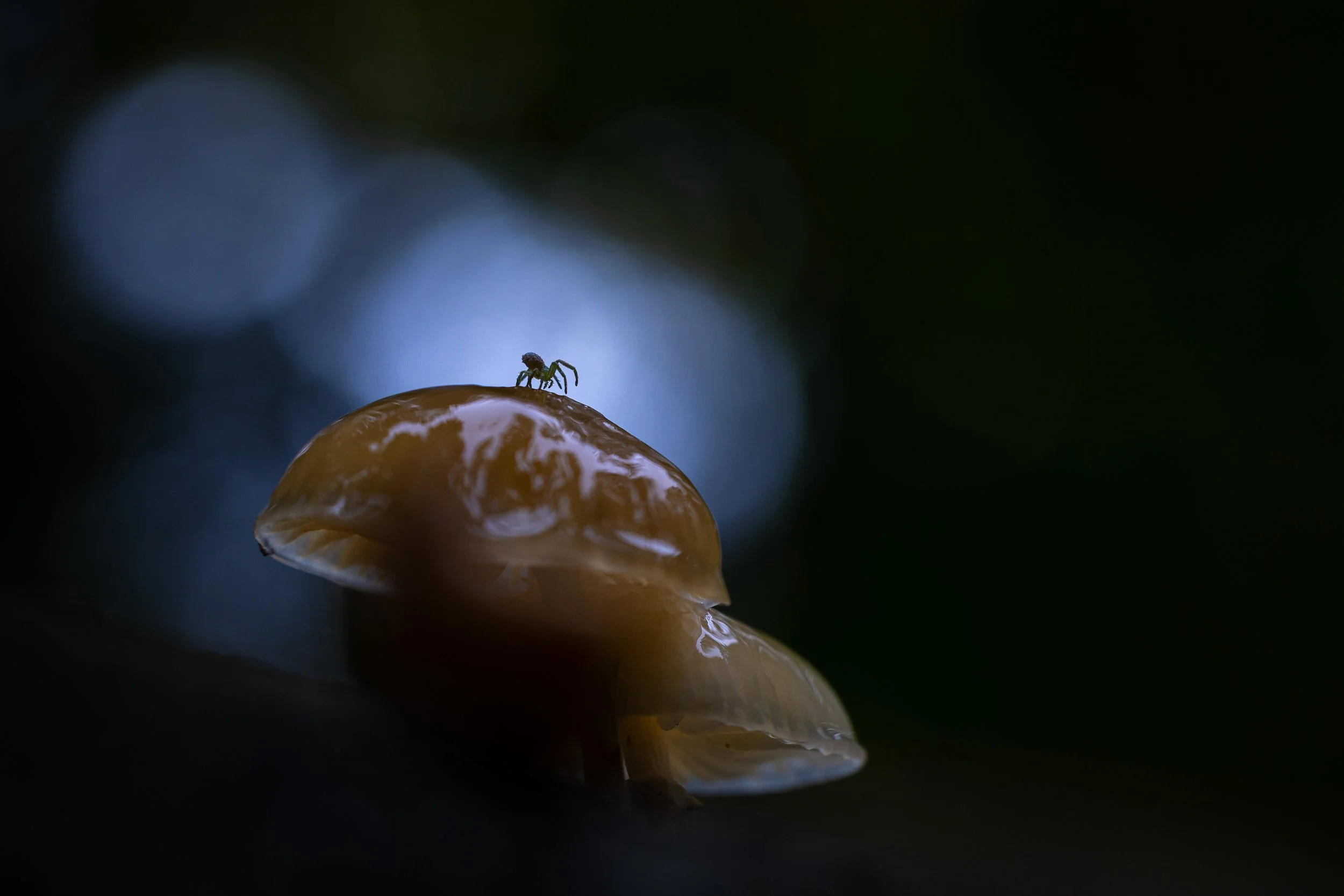 R6II2525.jpg