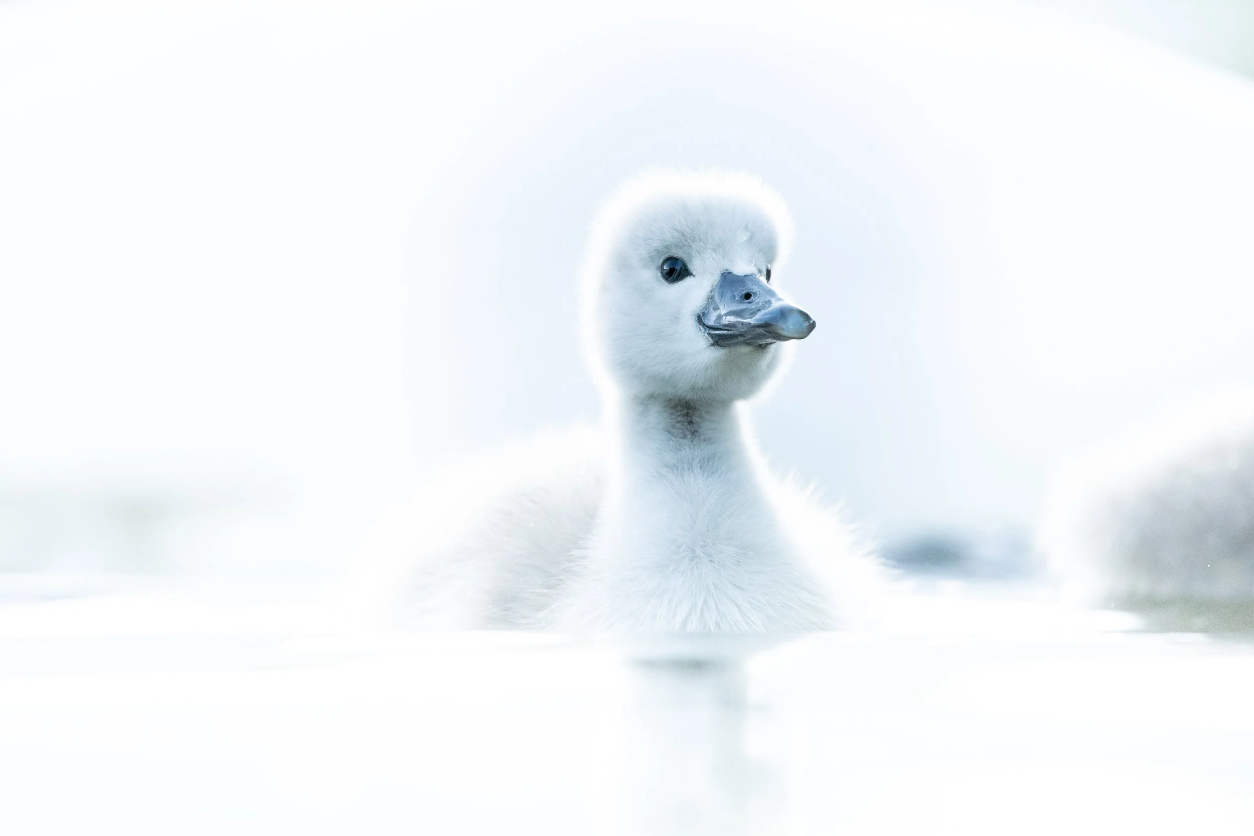Fotoworkshop: Wilde Nachbarn