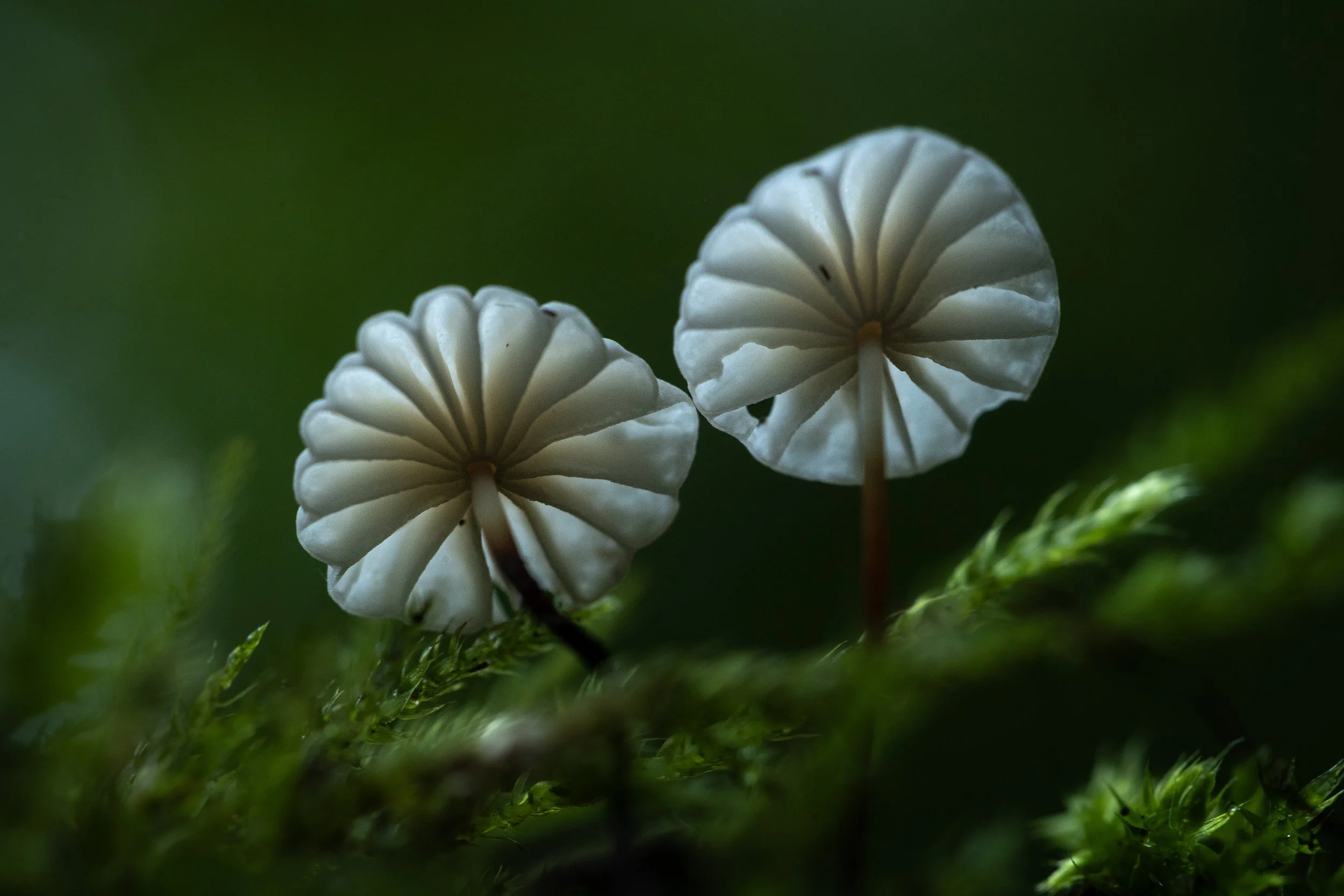 Fotoworkshop: Herbst vor der Haustür