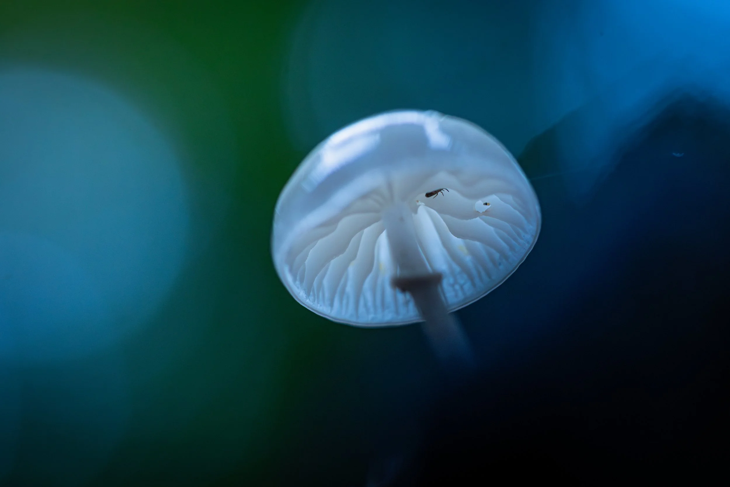 Fotowalk: Herbstwald