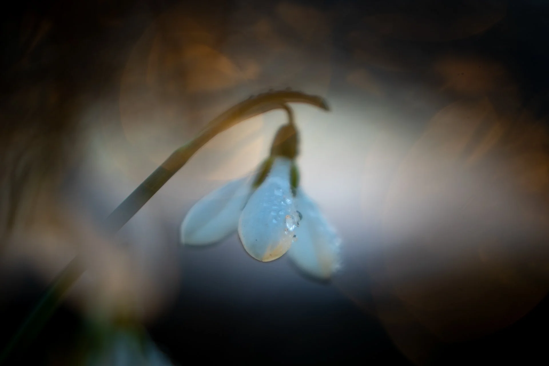 Onlinekurs Frühling