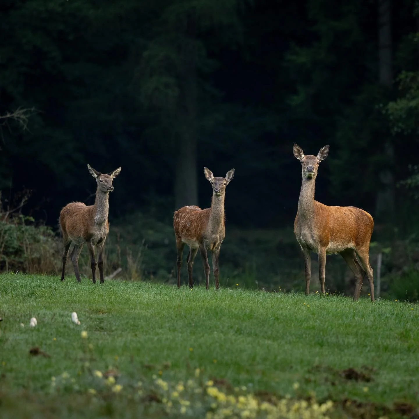Ich schwelge in Erinnerungen an die vergangene Rothirschbrunft. Besonders in Erinnerung geblieben ist mir die Begegnung mit einer Hirschkuh und ihren beiden K&auml;lbern, kurz nach Sonnenaufgang. 🥰🦌

Wenn du uns 2026 zur Hirschbrunft begleiten m&ou