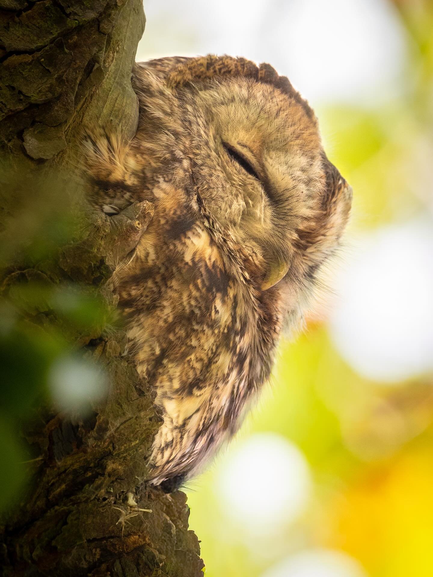Nach gef&uuml;hlten zwei Wochen grau, gab es diese Woche endlich mal wieder ein paar Sonnenstrahlen. Der Waldkauz war wie erwartet drau&szlig;en und hat die W&auml;rme genauso genossen wie ich. 🦉☀️

Mit ein bisschen Gl&uuml;ck k&ouml;nnen wir ihn be