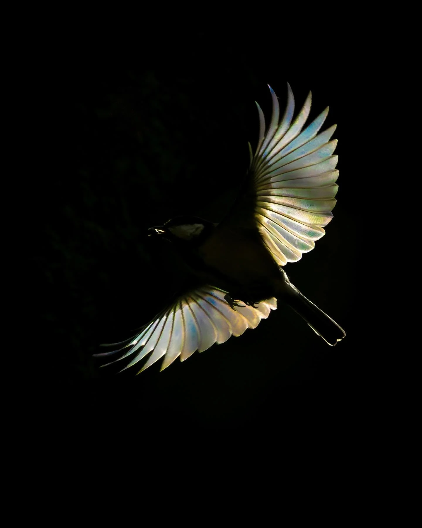 Schillernde Akrobaten der L&uuml;fte, tummeln sich an meiner F&uuml;tterung. 🕊️

Wenn ich hierzu ein Tutorial machen soll, schreibt das gerne in die Kommentare. 👇