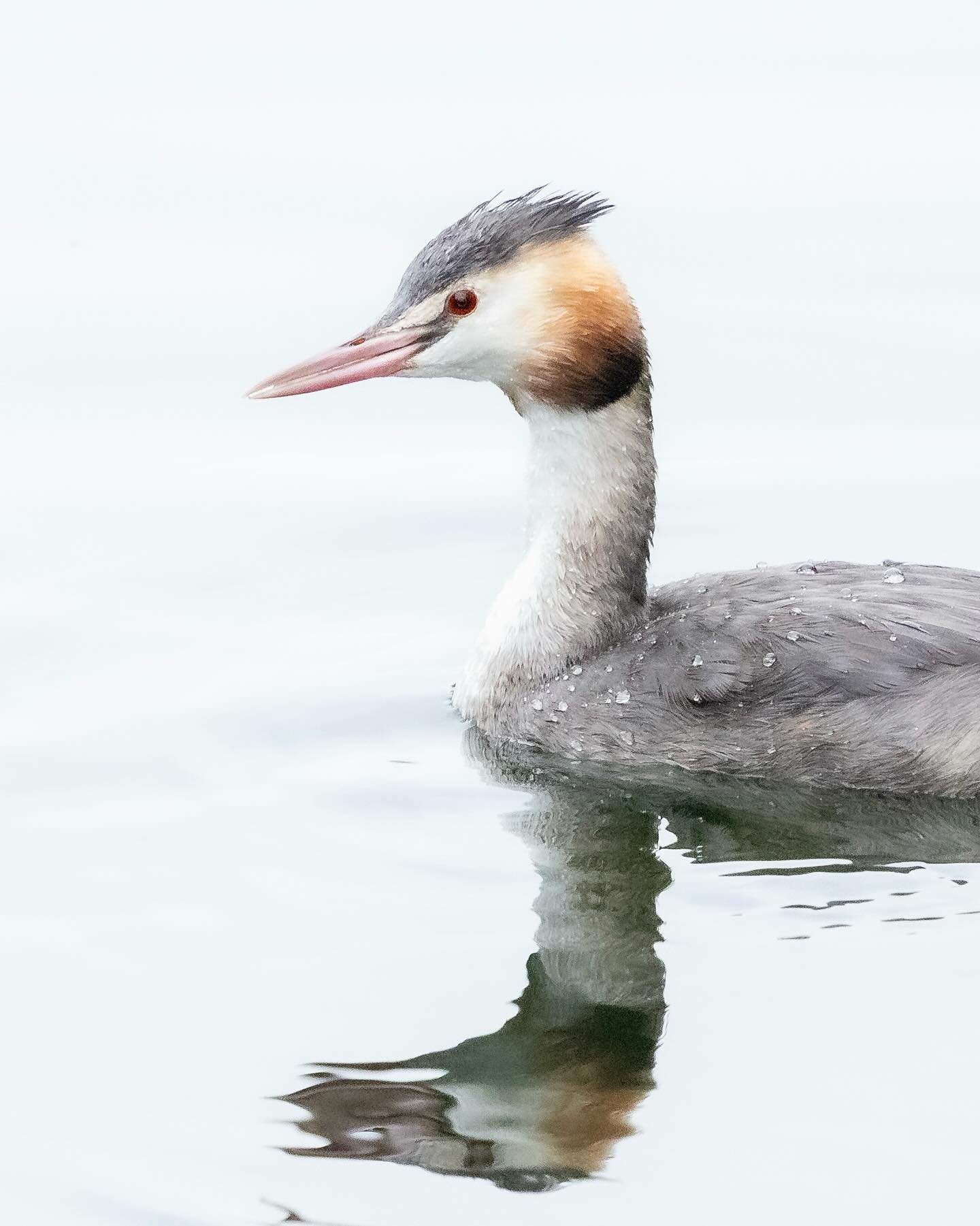 An bew&ouml;lkten Tagen, wie heute, lassen sich Wasserv&ouml;gel mit einer gezielten &Uuml;berbelichtung so wundersch&ouml;n in Szene setzen. 🦆

Der Haubentaucher hat heute geduldig mitgespielt. Danke, dass auf dich immer Verlass ist, mein Freund. ?
