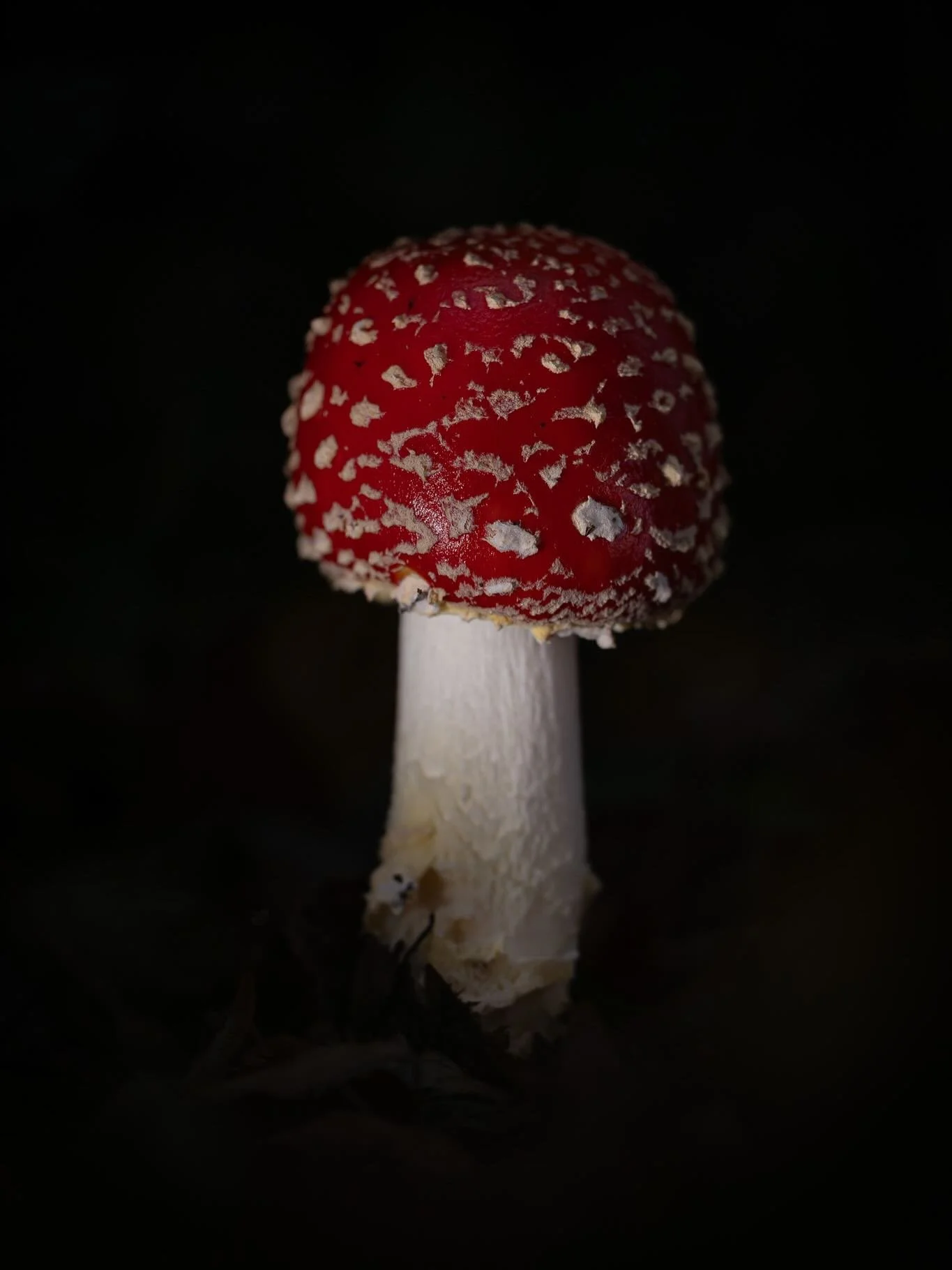 Fliegenpilz im f&uuml;nf Variationen. Wellness Foto gef&auml;llt dir am besten? 1, 2, 3, 4 oder 5? Schreib&rsquo;s in die Kommentare. 👇