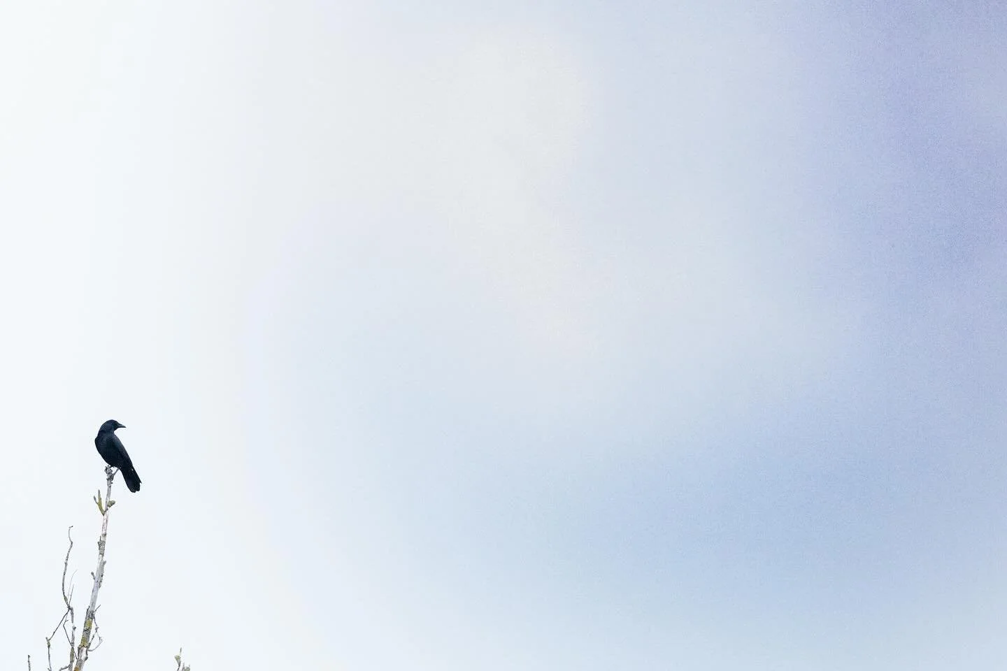 Die Kr&auml;hen sind zur&uuml;ck. 🐦&zwj;⬛🐦&zwj;⬛🐦&zwj;⬛
Jetzt warte ich nur noch auf die Starenschw&auml;rme. 😊