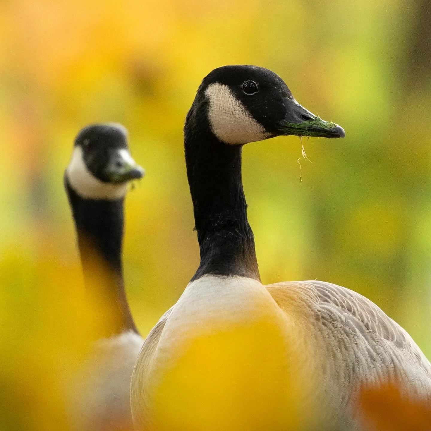 Was so ein paar Sonnenstrahlen im Herbst dich ausrichten k&ouml;nnen. In Kombination mit den Farben, erstrahlt selbst das herk&ouml;mmlichste Motiv vor der Haust&uuml;r. 😊

Es war ein toller Vormittag mit @gamanderlopez 

#g&auml;nse #wildg&auml;nse